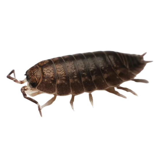 Sow Bug
