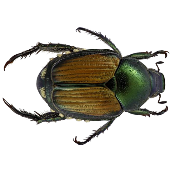 Japanese Beetle