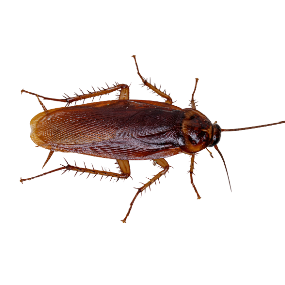 American Cockroach