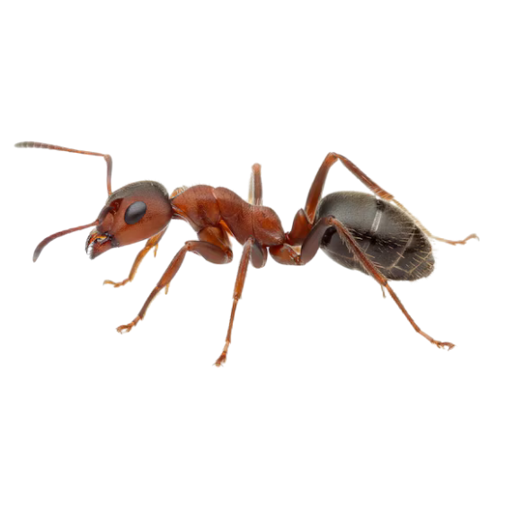 Argentine Ant