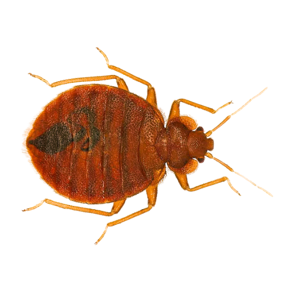 Bed Bugs