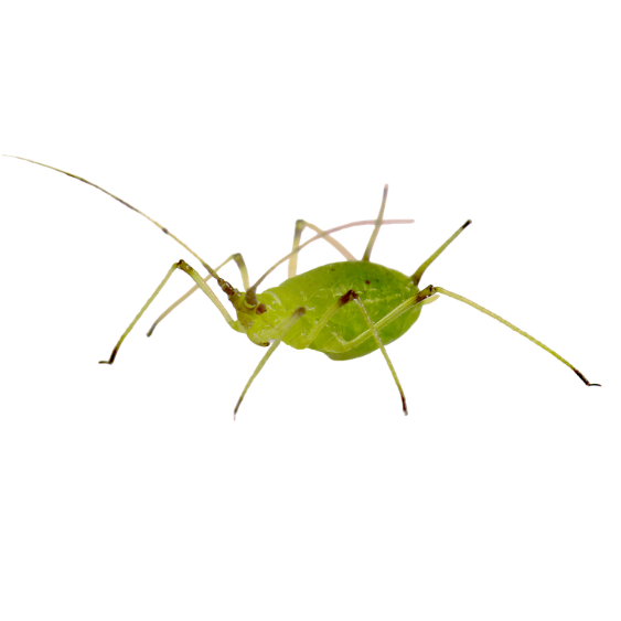 Aphid