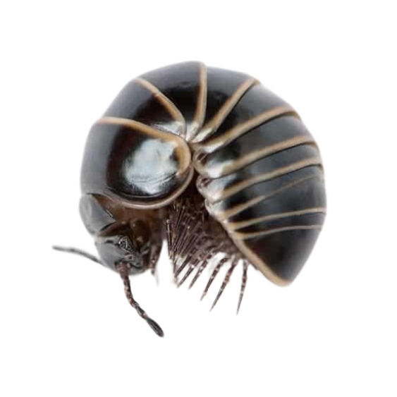 Pill Bug
