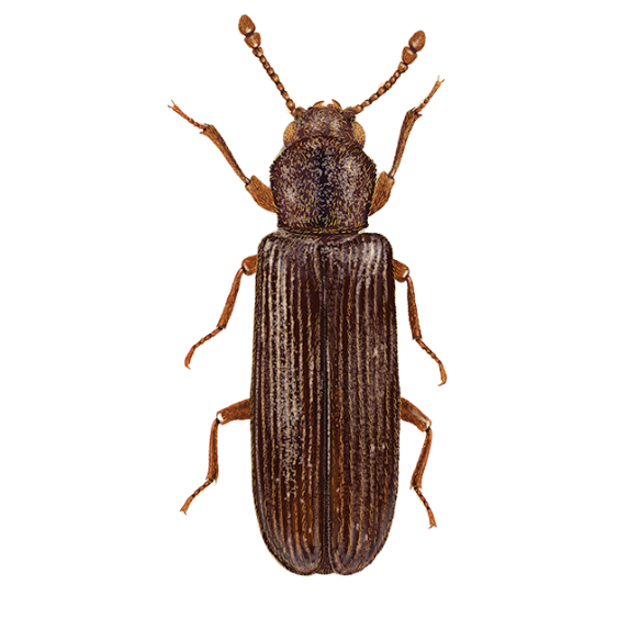 Powder Post Beetle