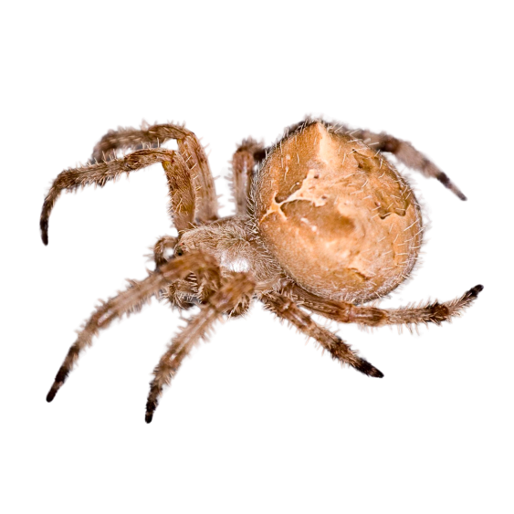 Cat-Faced Spider