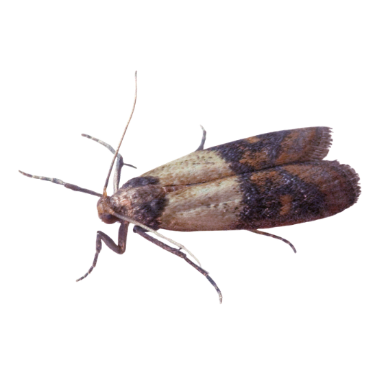 Indian Meal Moth