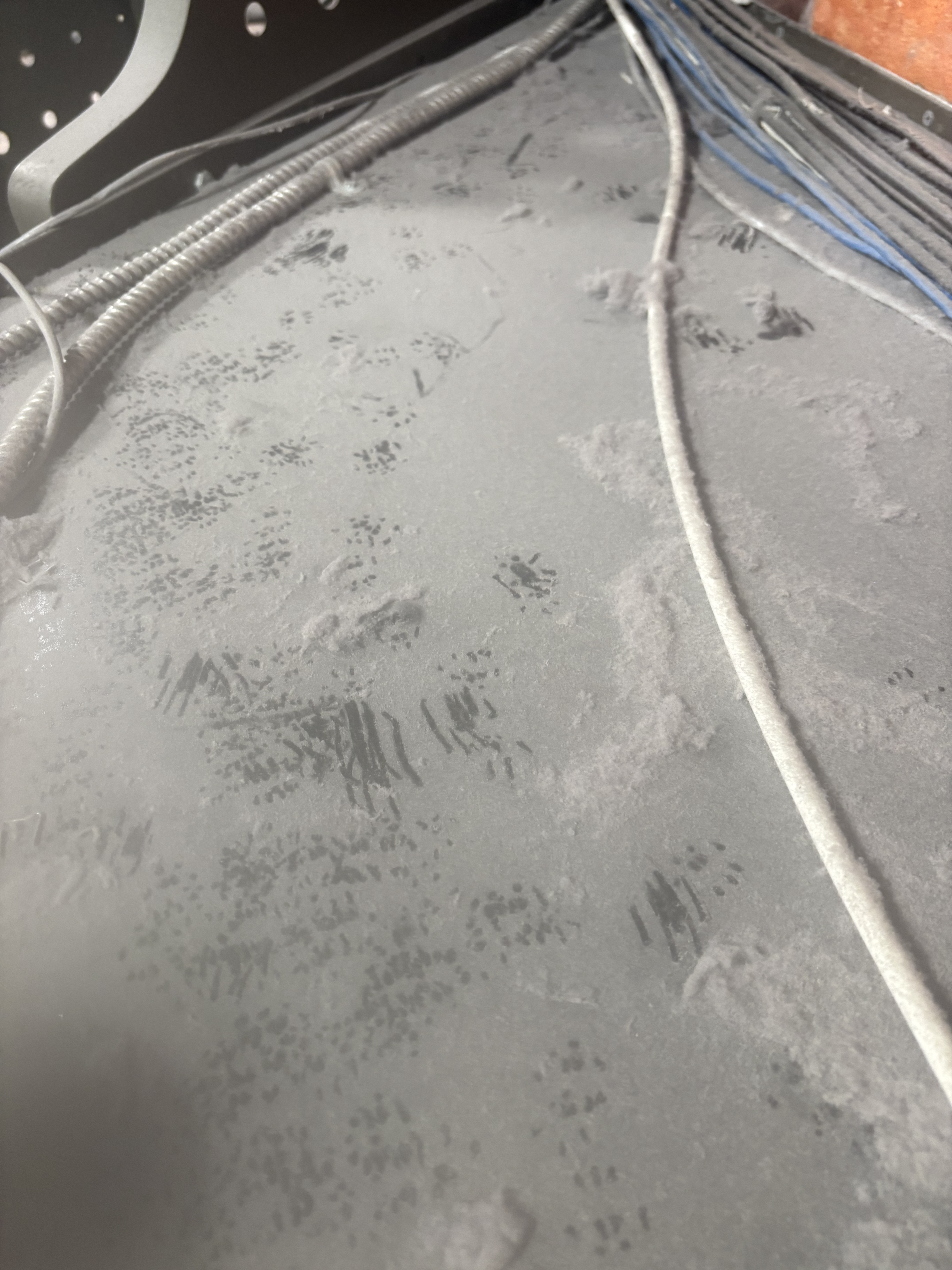 Signs of rat activity