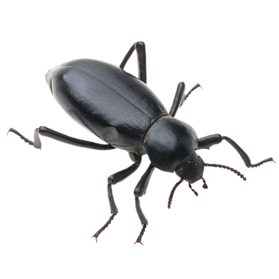 Darkling Beetle