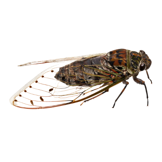 Cicada