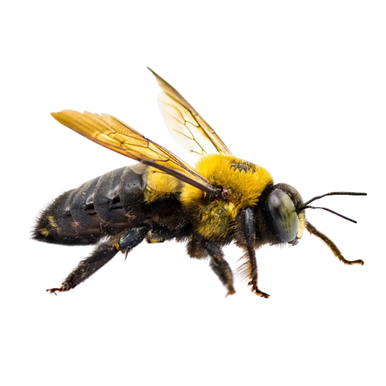 Carpenter Bees