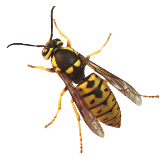 Yellowjackets