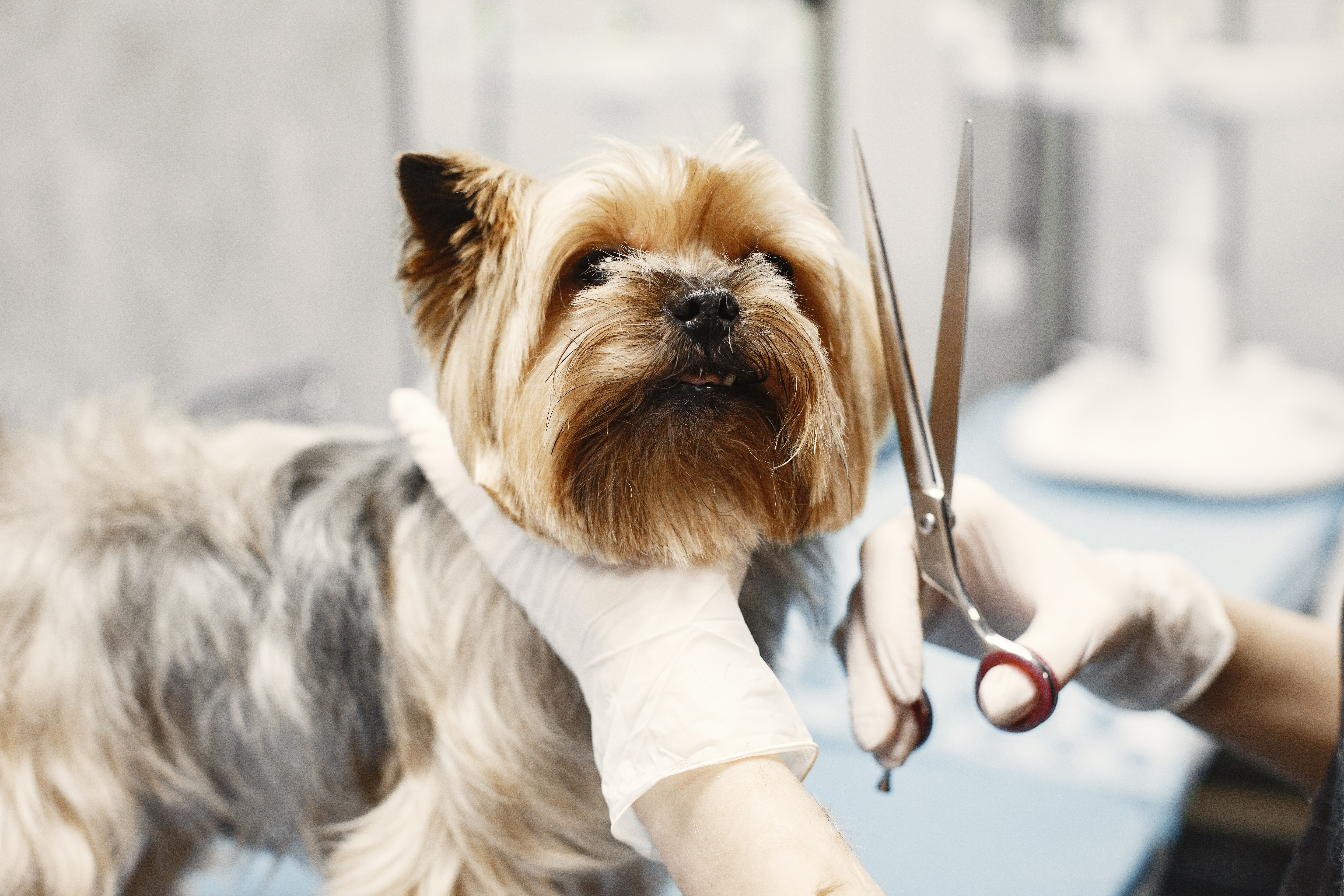 PET CARE & VETERINARY