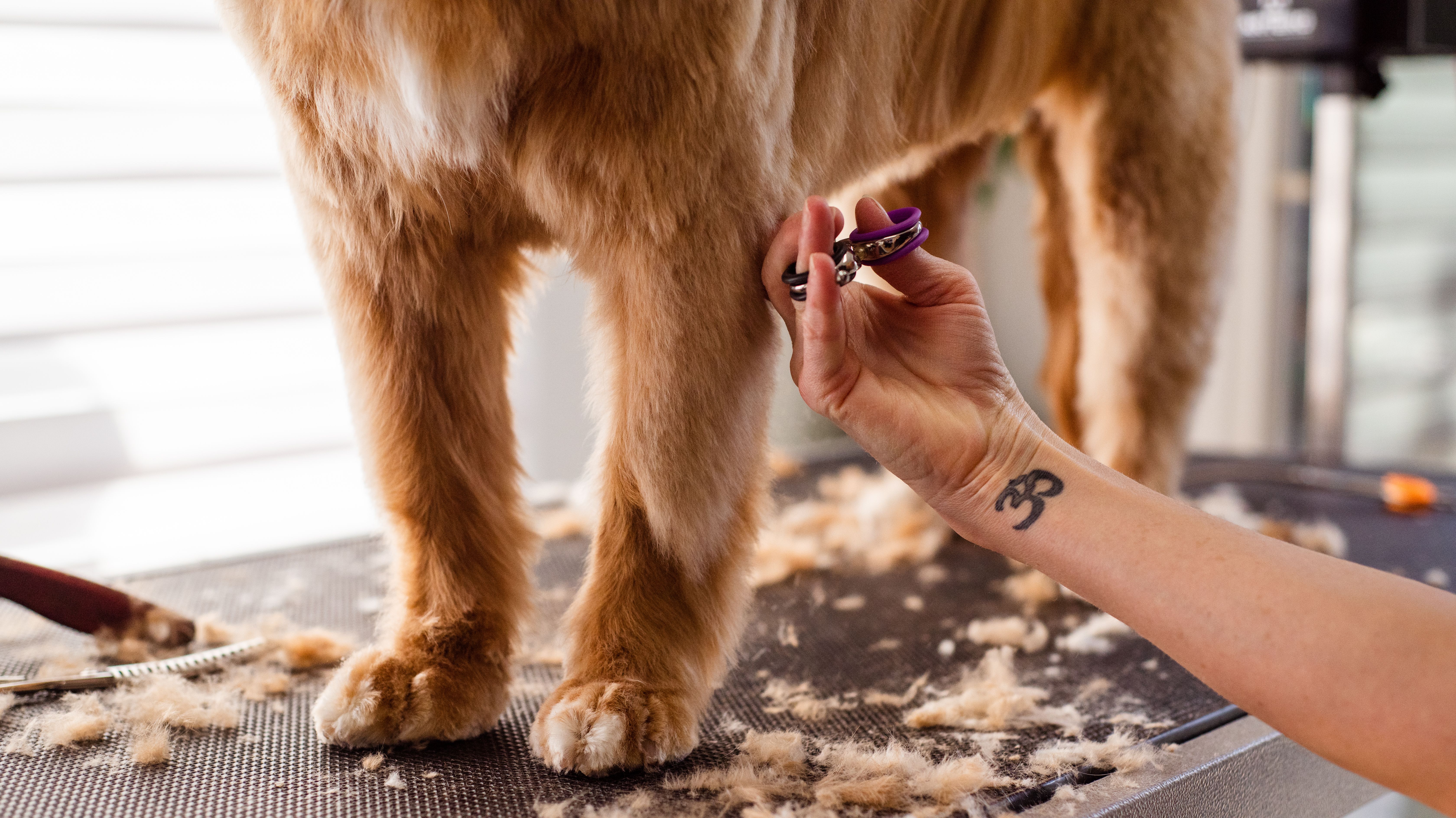 Pet Care