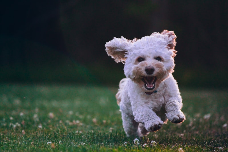 The Benefits of Group Dog Walks