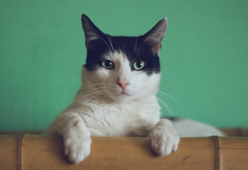 How to Prepare Your Pet for a Pet Sitter