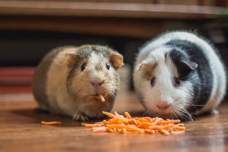 Creating a Safe Space for Small Animals