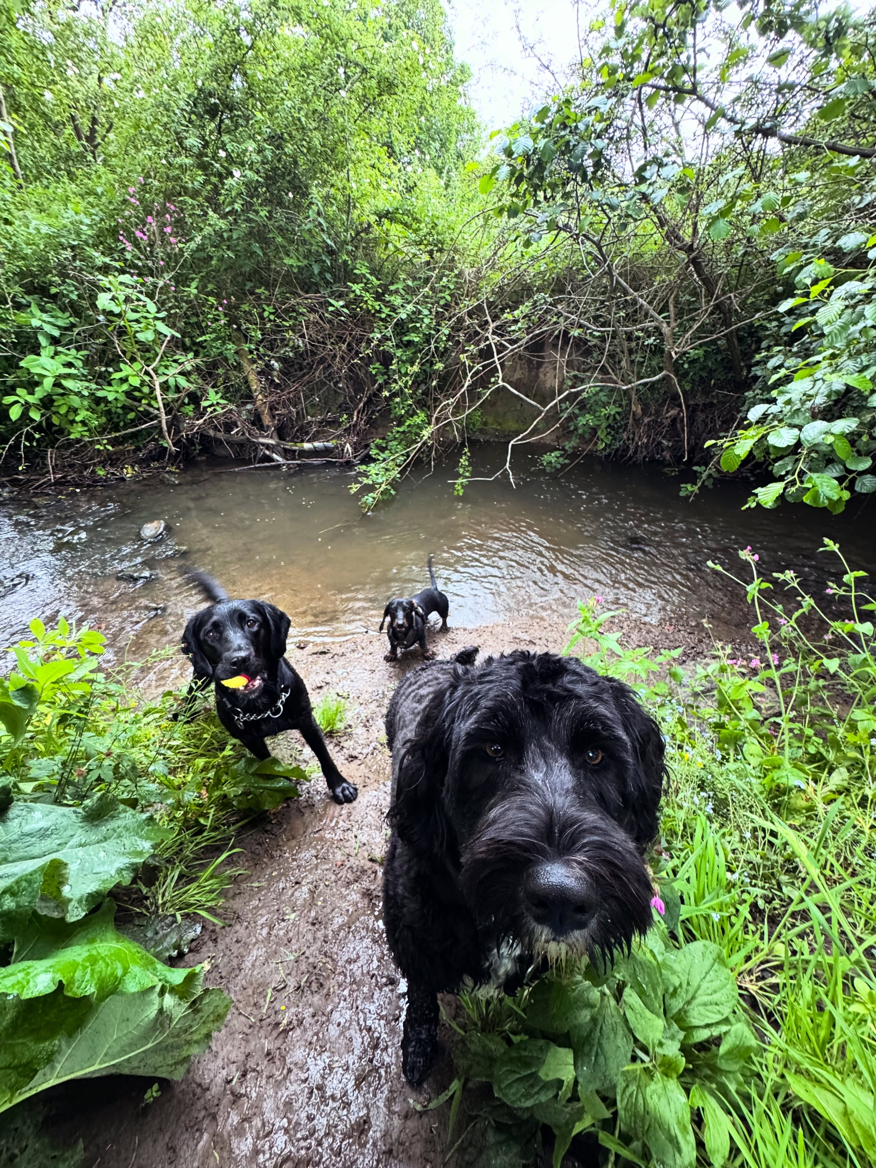 Dogs by the water