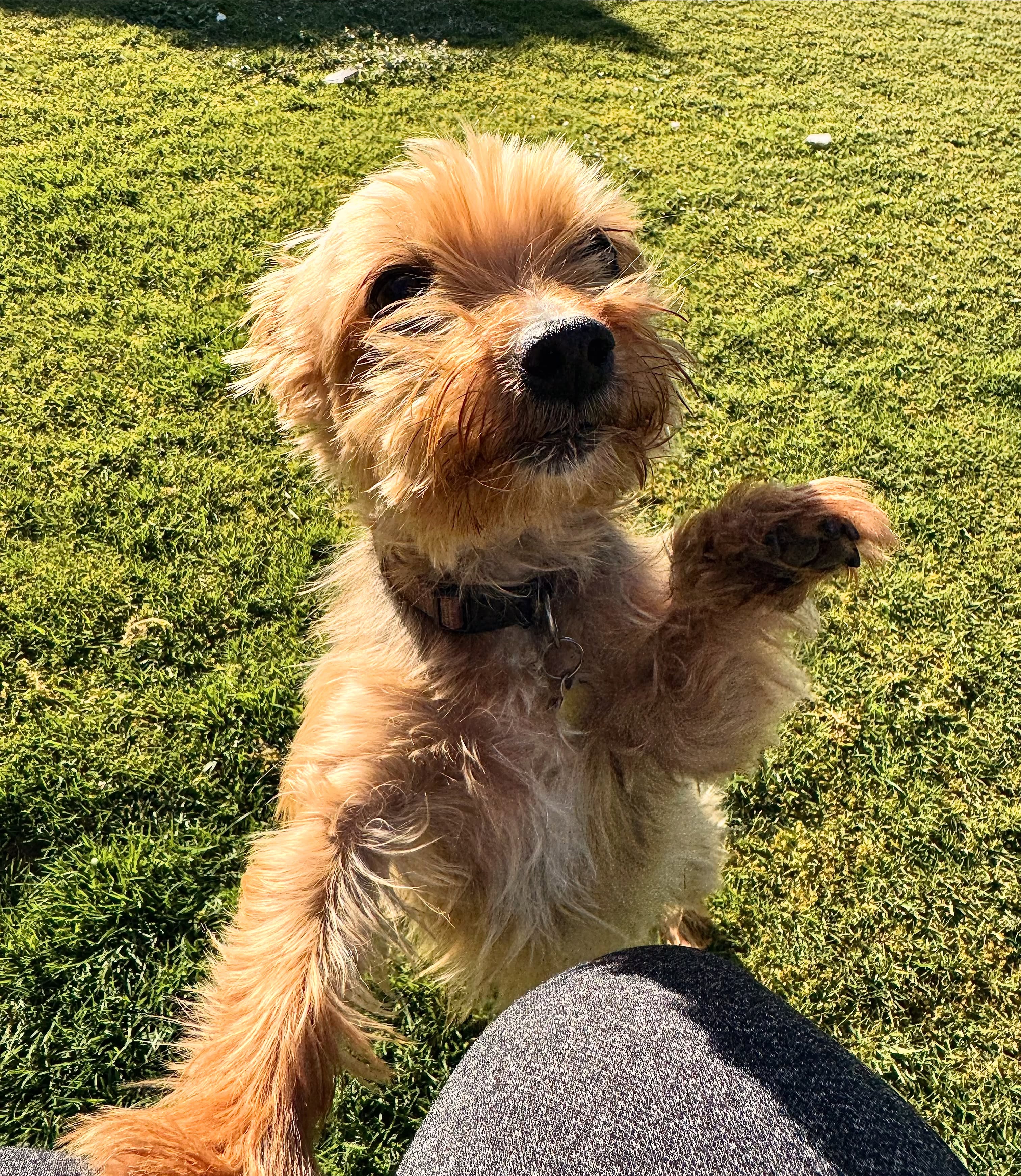Terrier dog on grass
