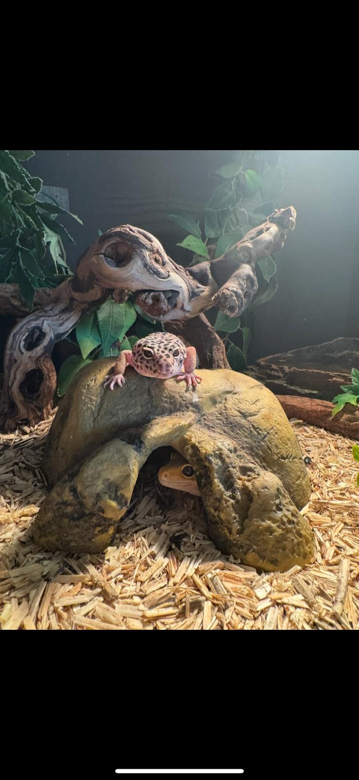 Small animals and reptiles