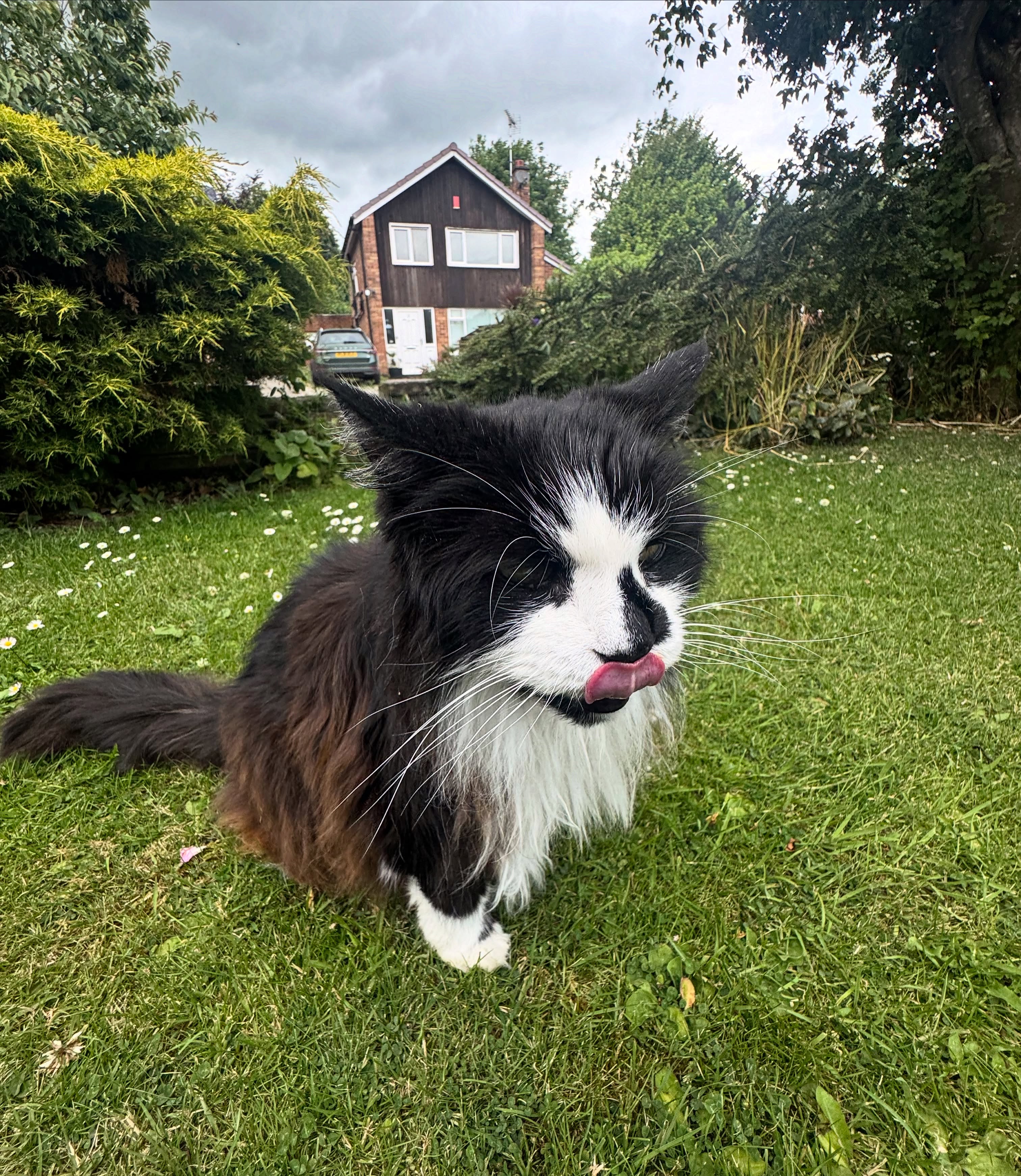 Black and white cat in garden