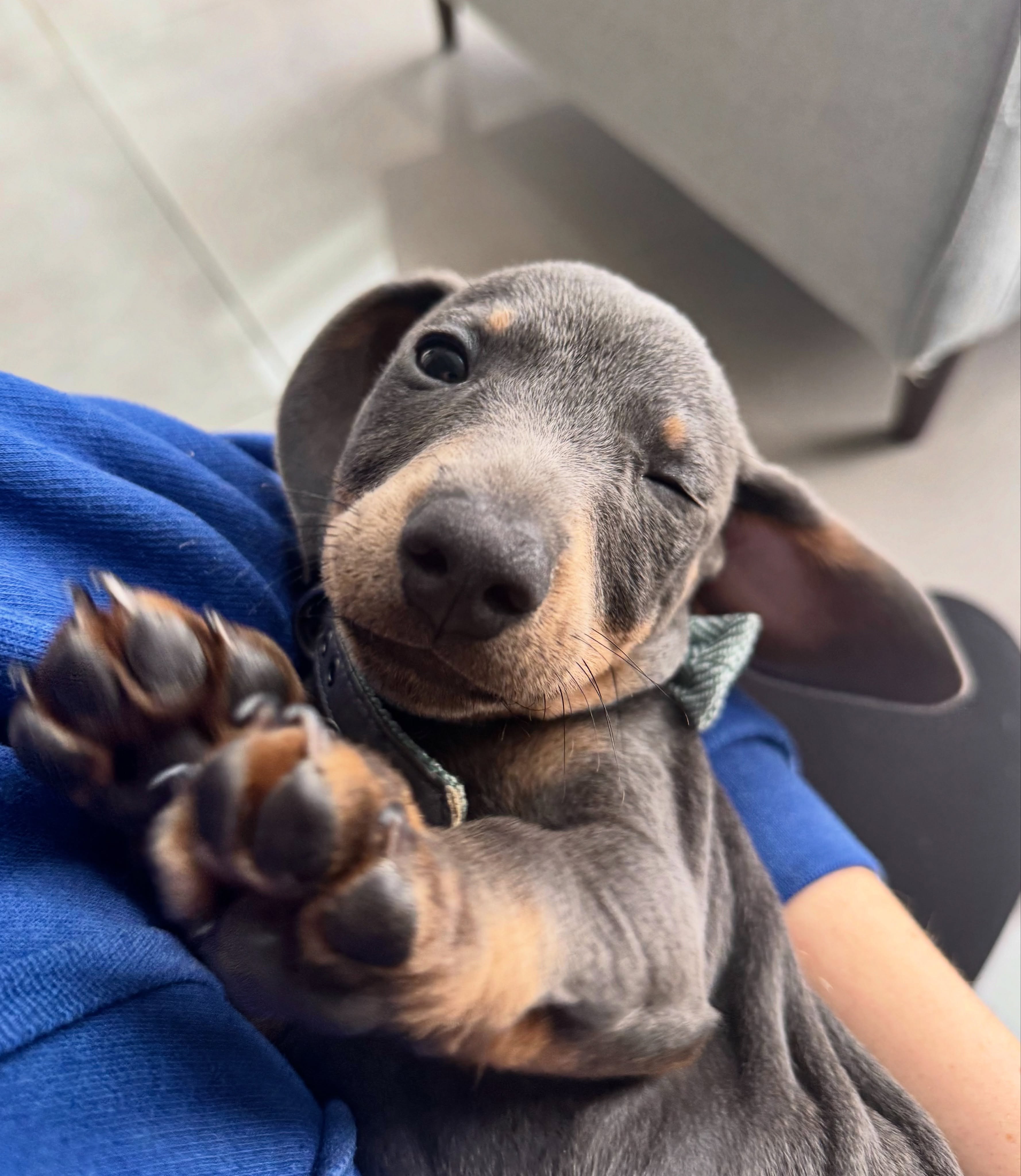 Dachshund puppy