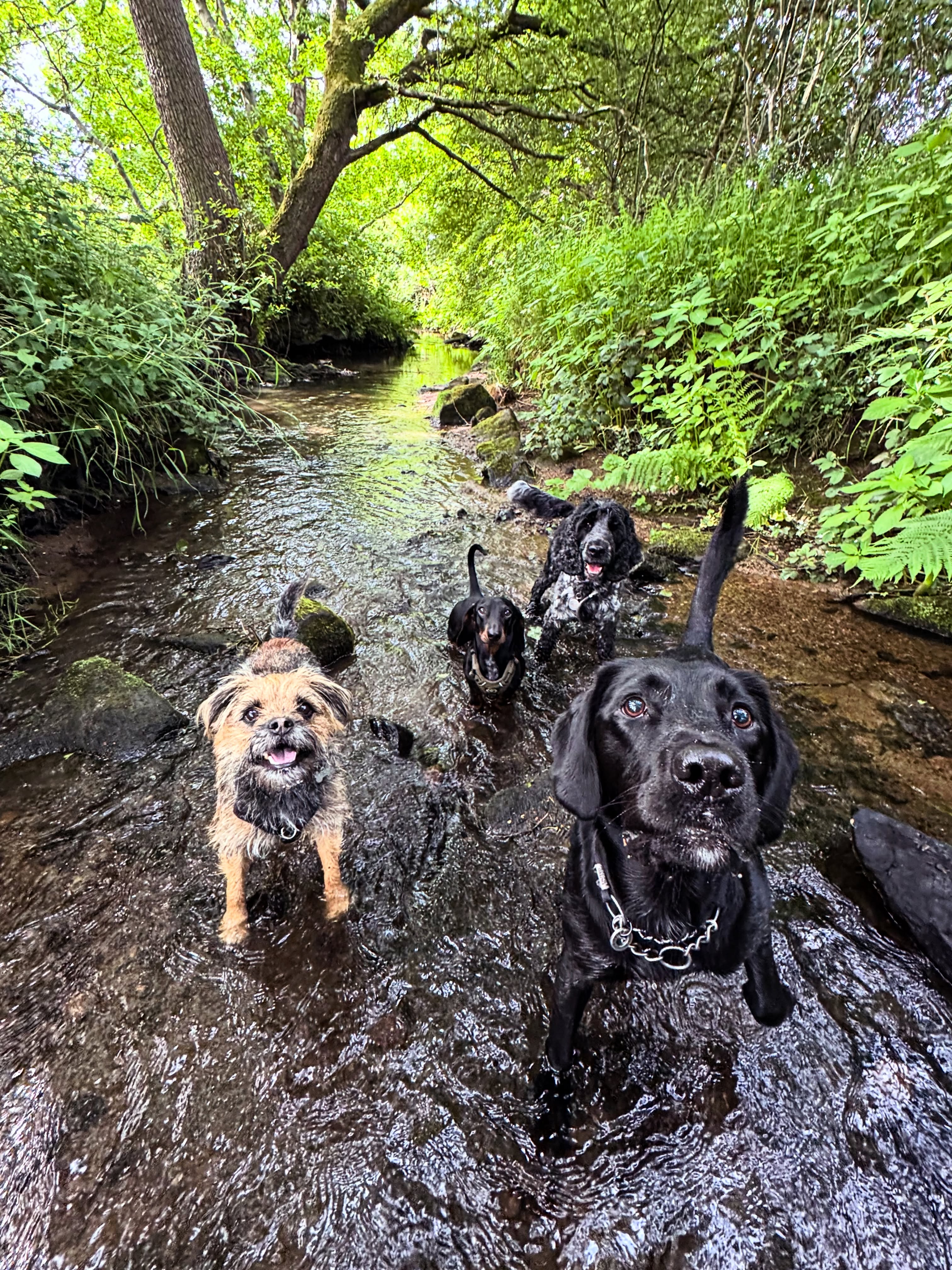 Dogs playing in a stream