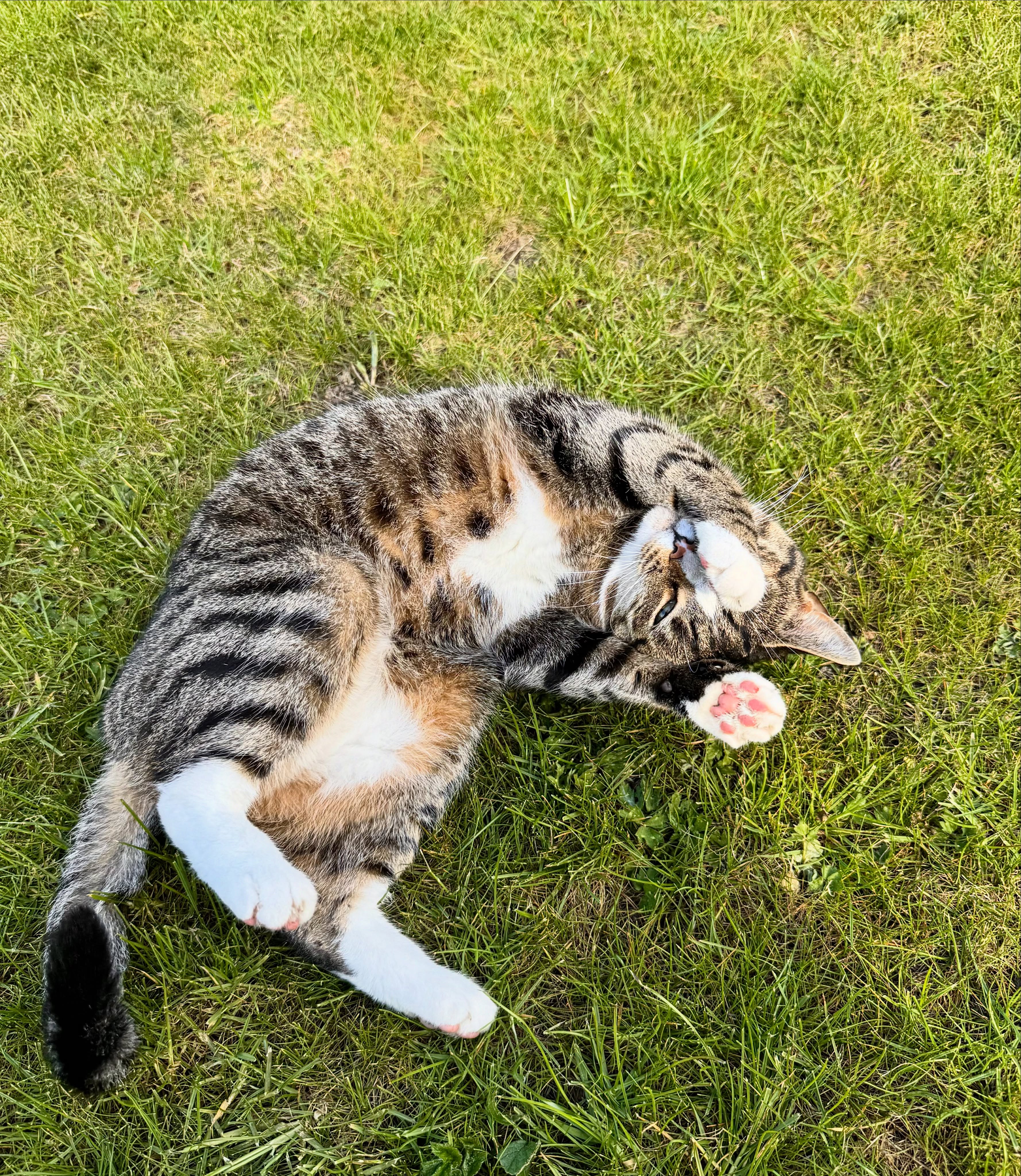 Cat rolling in grass