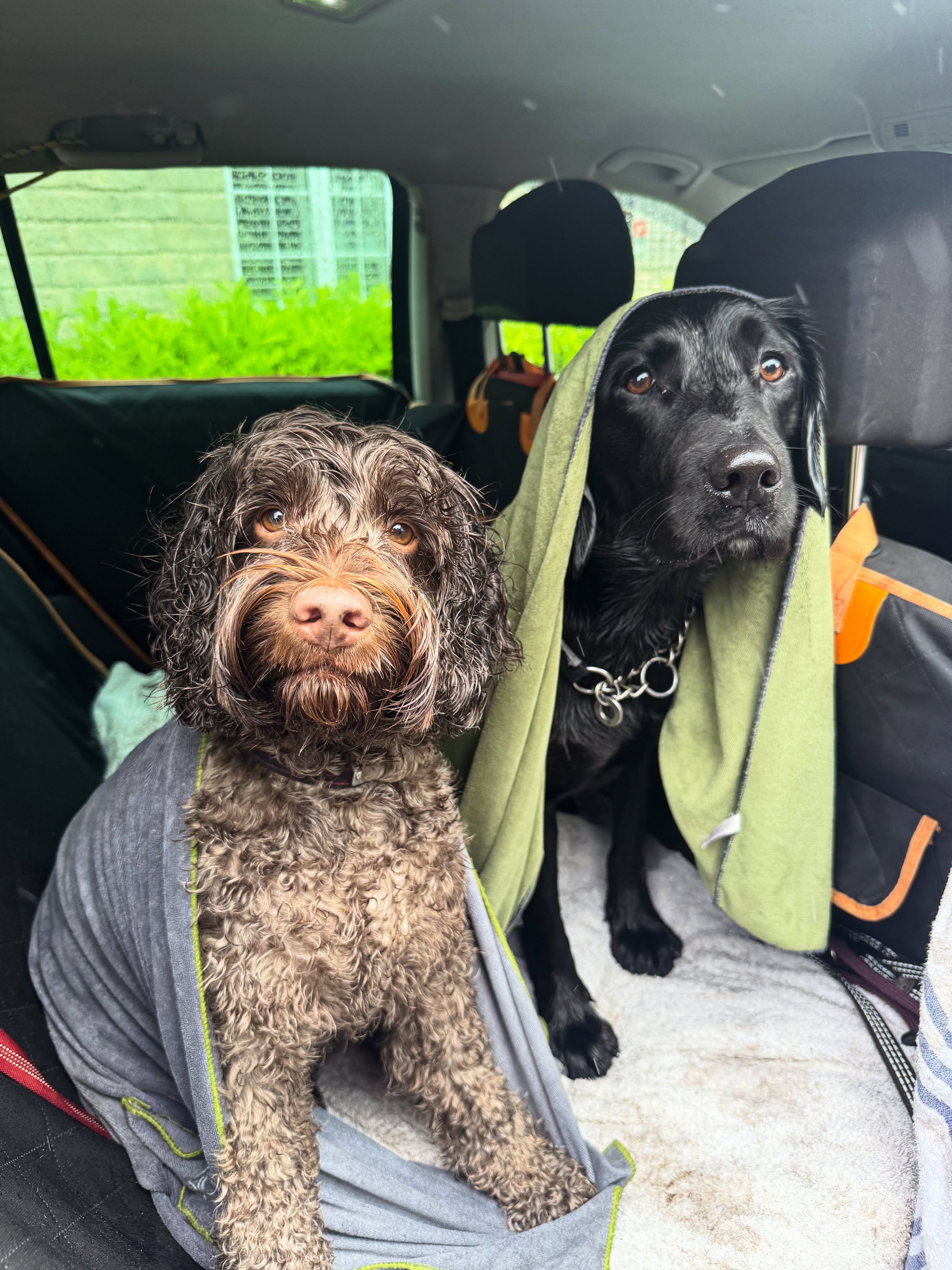 Dogs in the woods