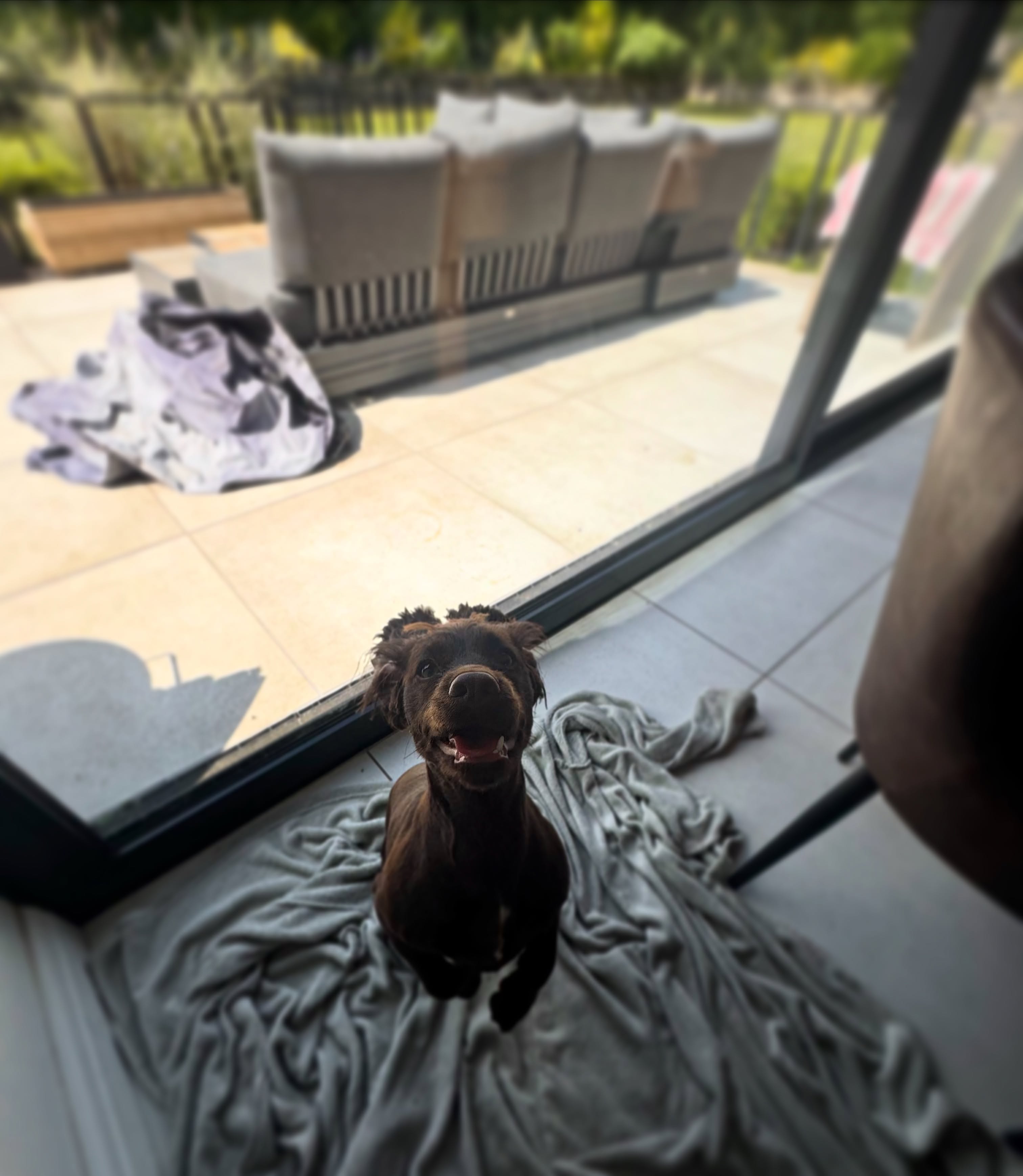 Brown dog sitting by glass door