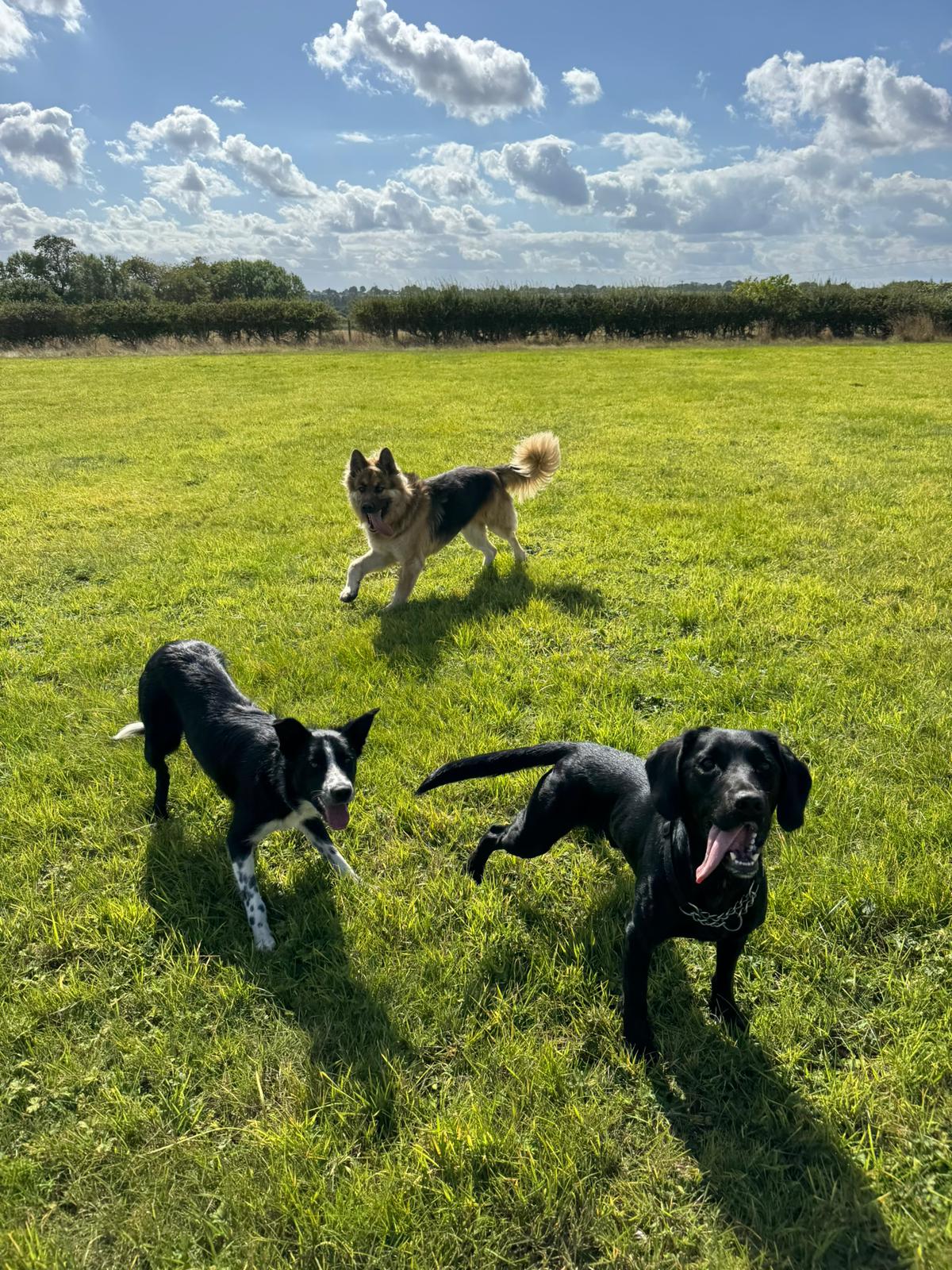 Dog Walking
