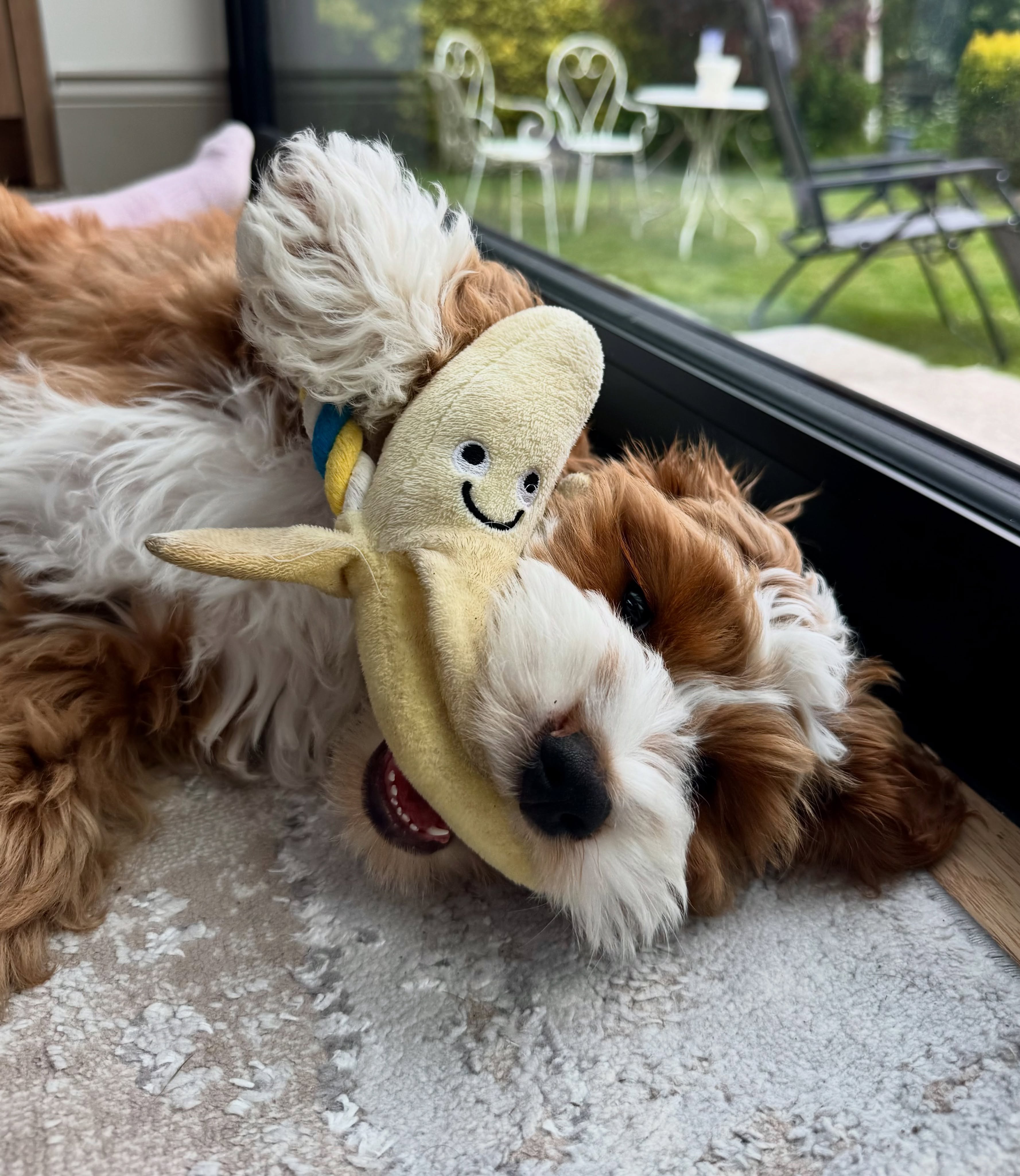 Fluffy dog with banana toy