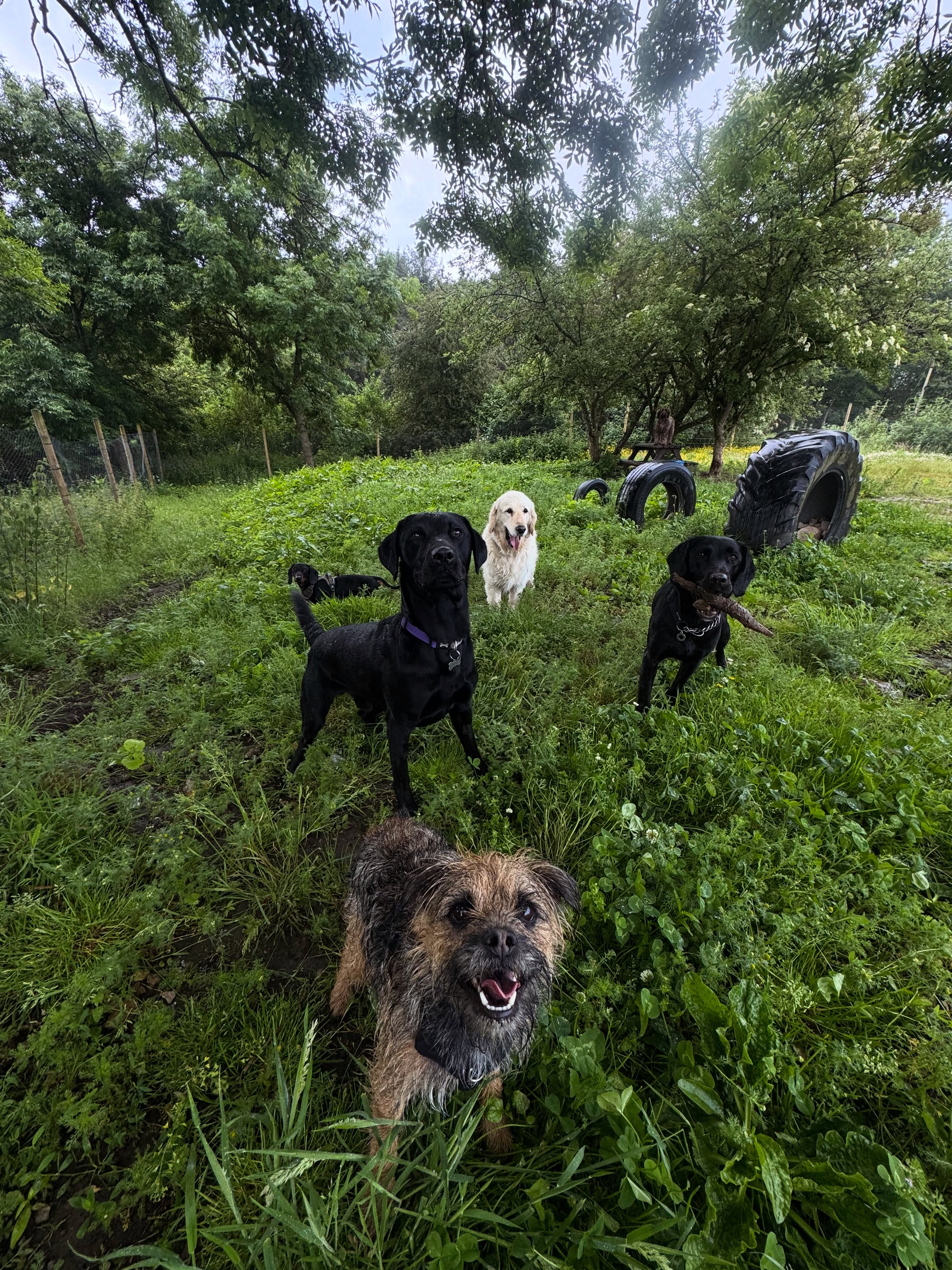 Dogs on a walk