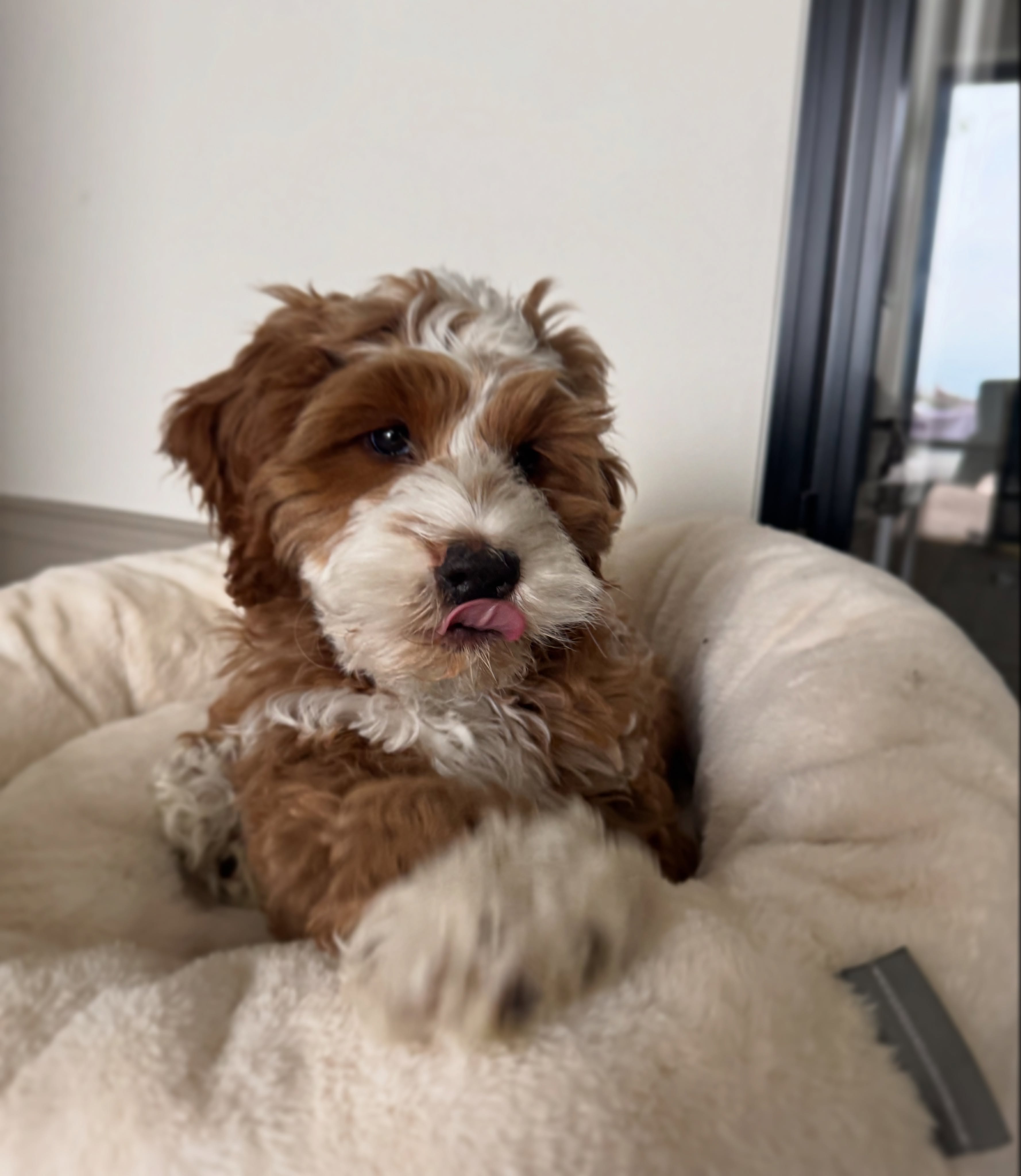 Cute fluffy dog resting