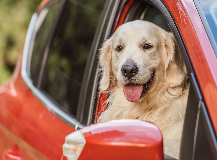 Dog in red car