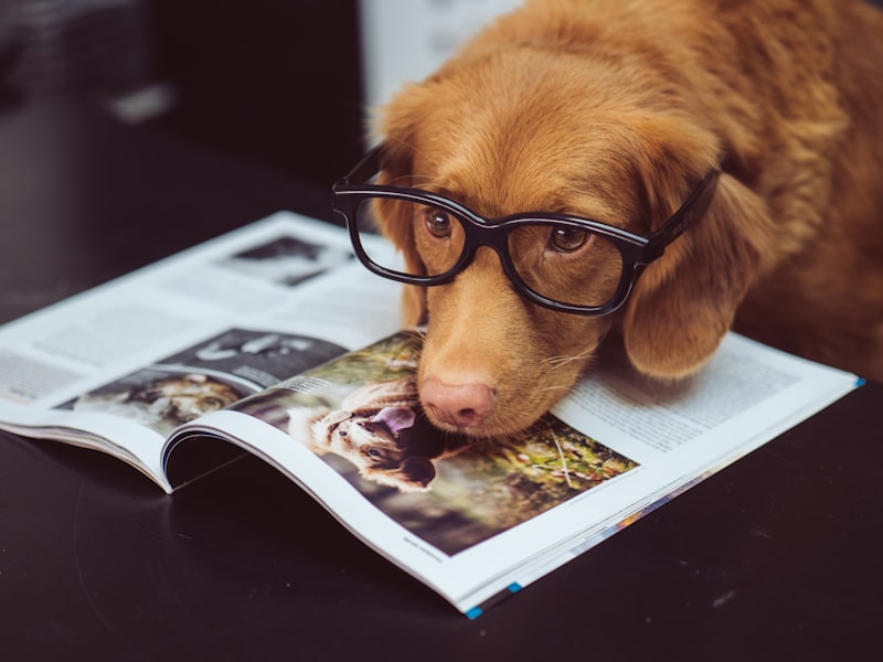 Pet Taxi &
Vet Visits