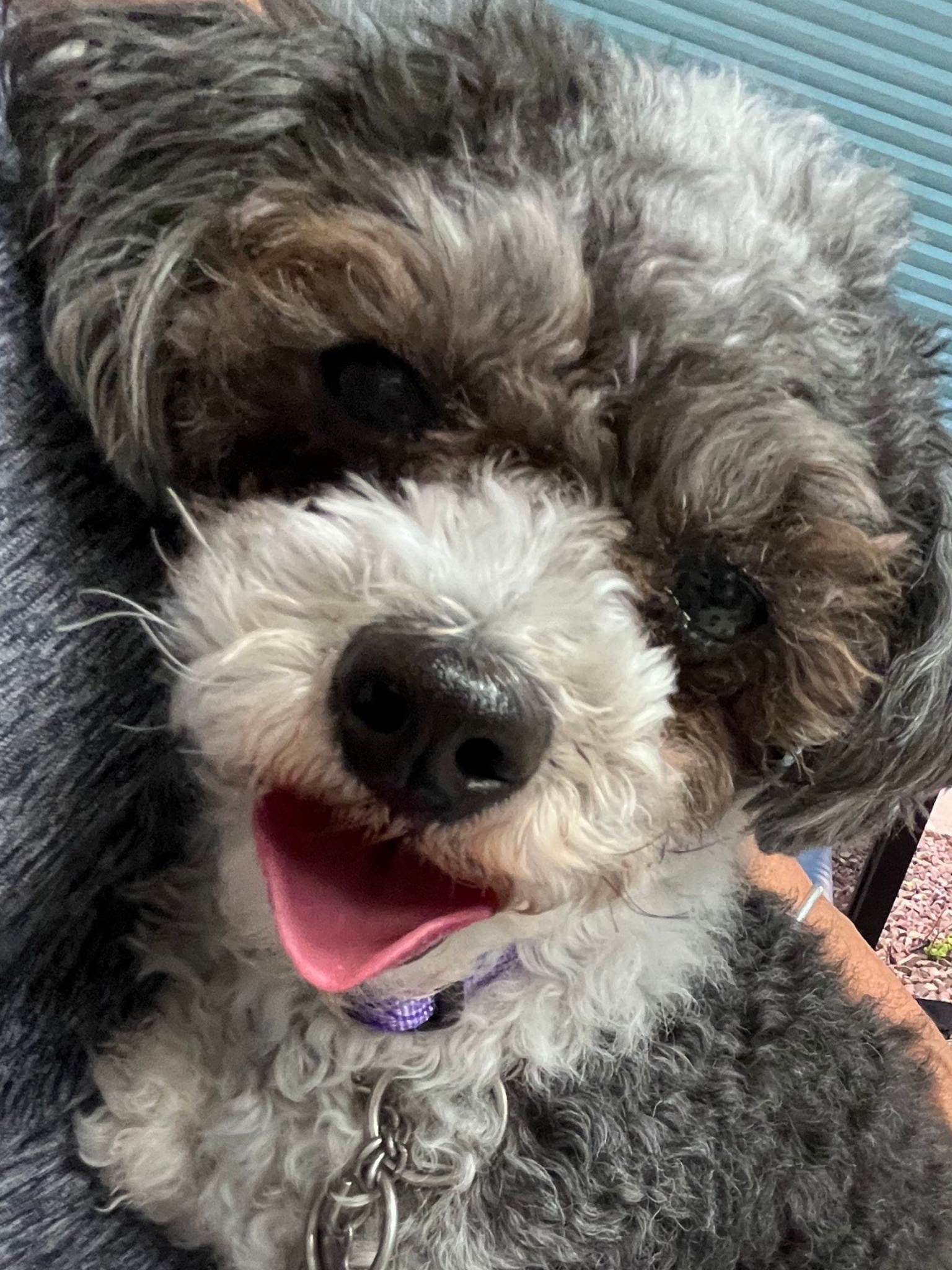 Pet travel companion 1