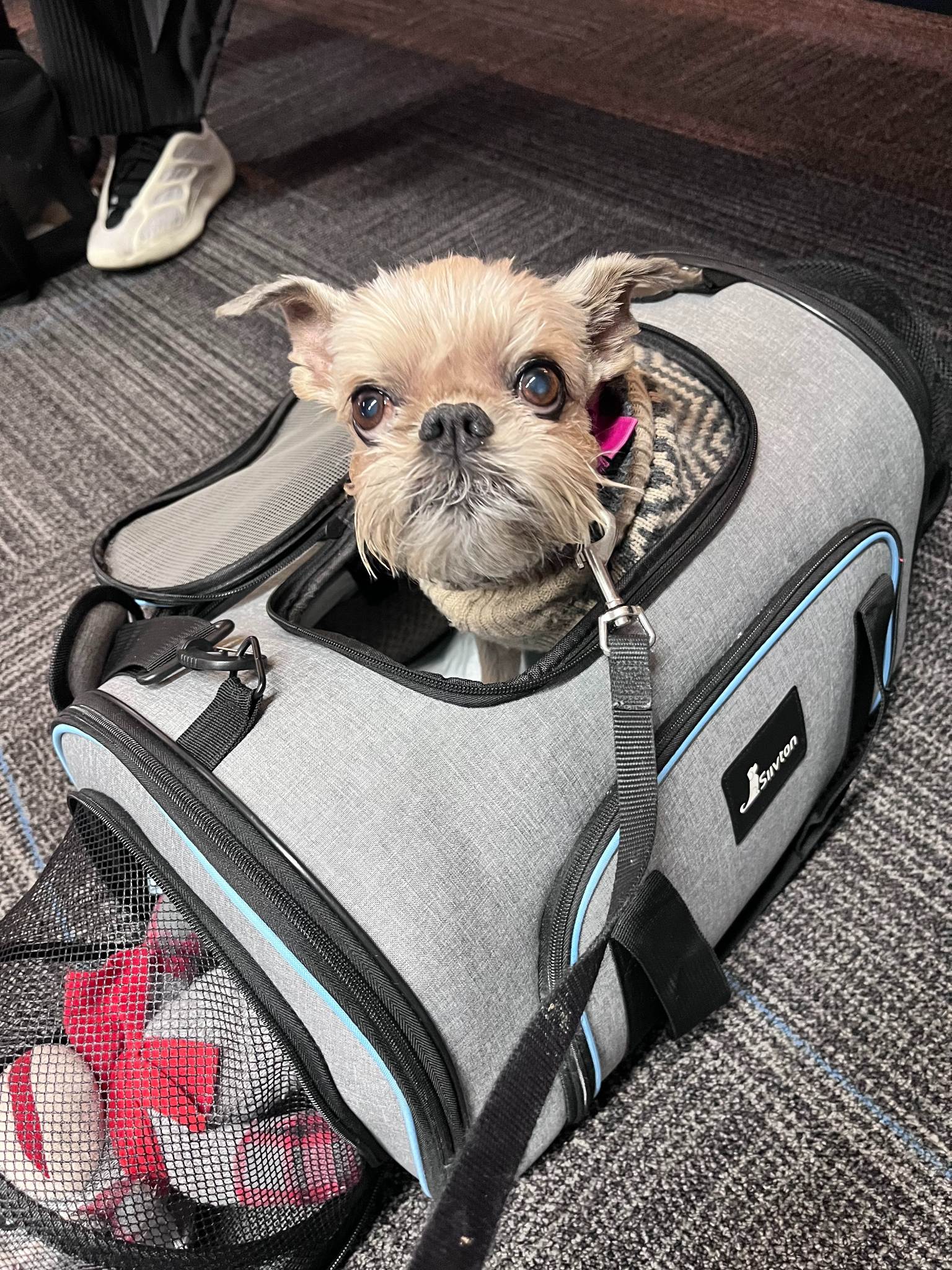 Pet travel companion 5