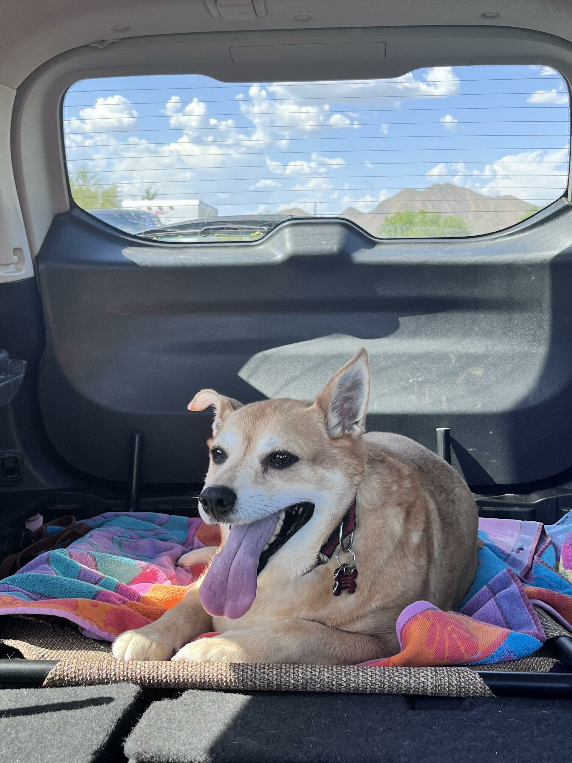 Emergency Pet Transportation