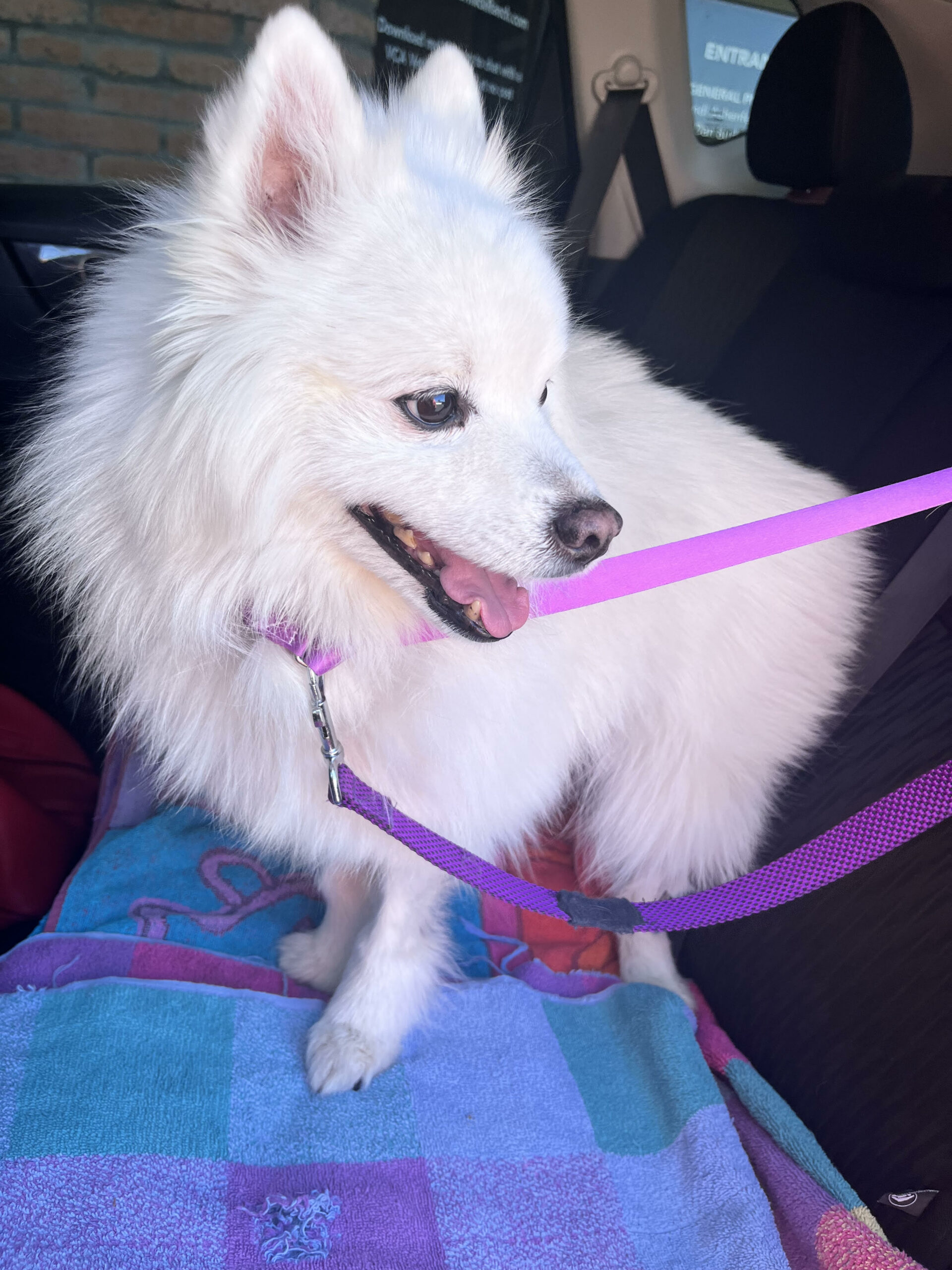 Pet Taxi & Vet Visits