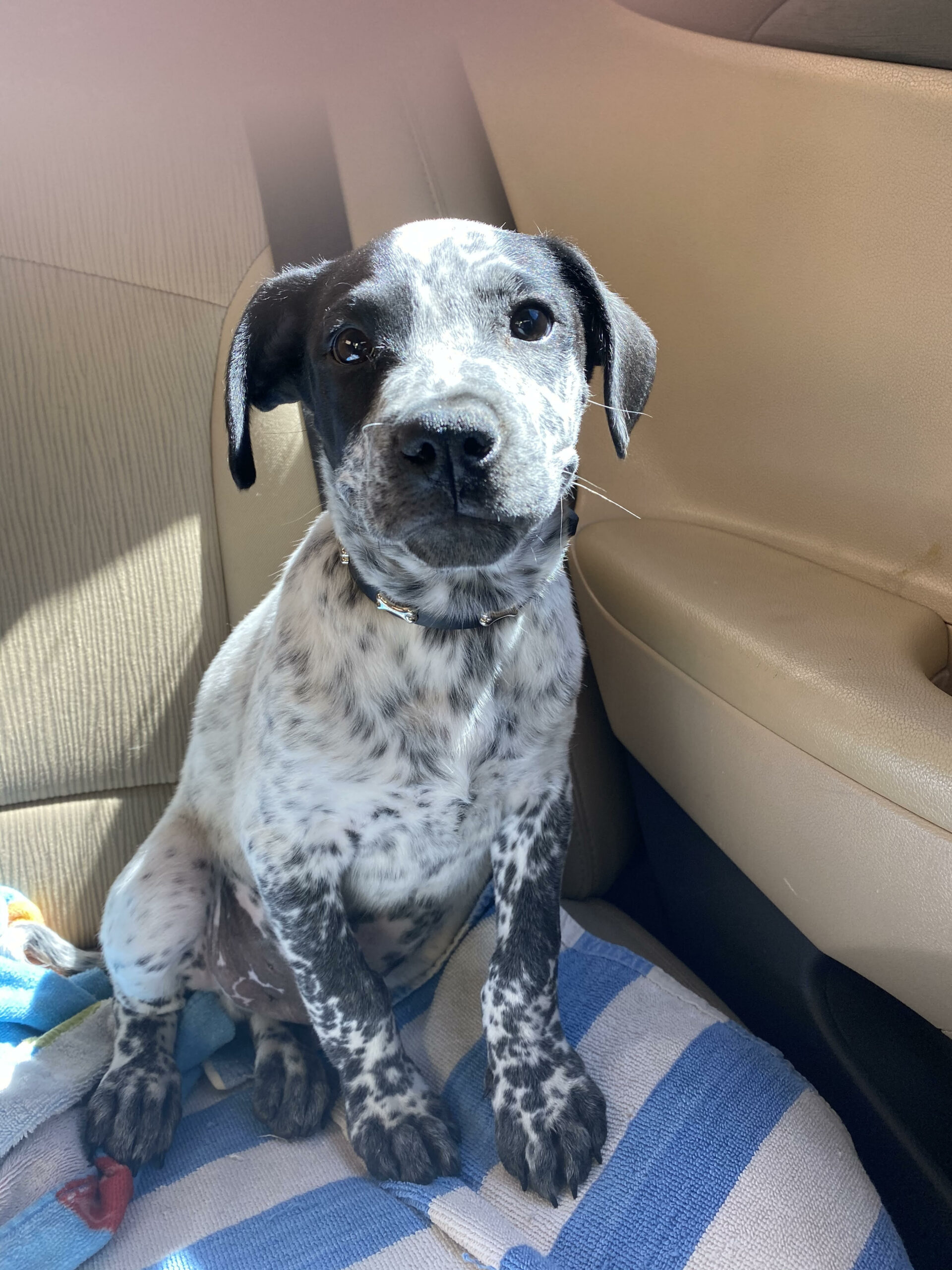 Boarding & Doggy Daycare