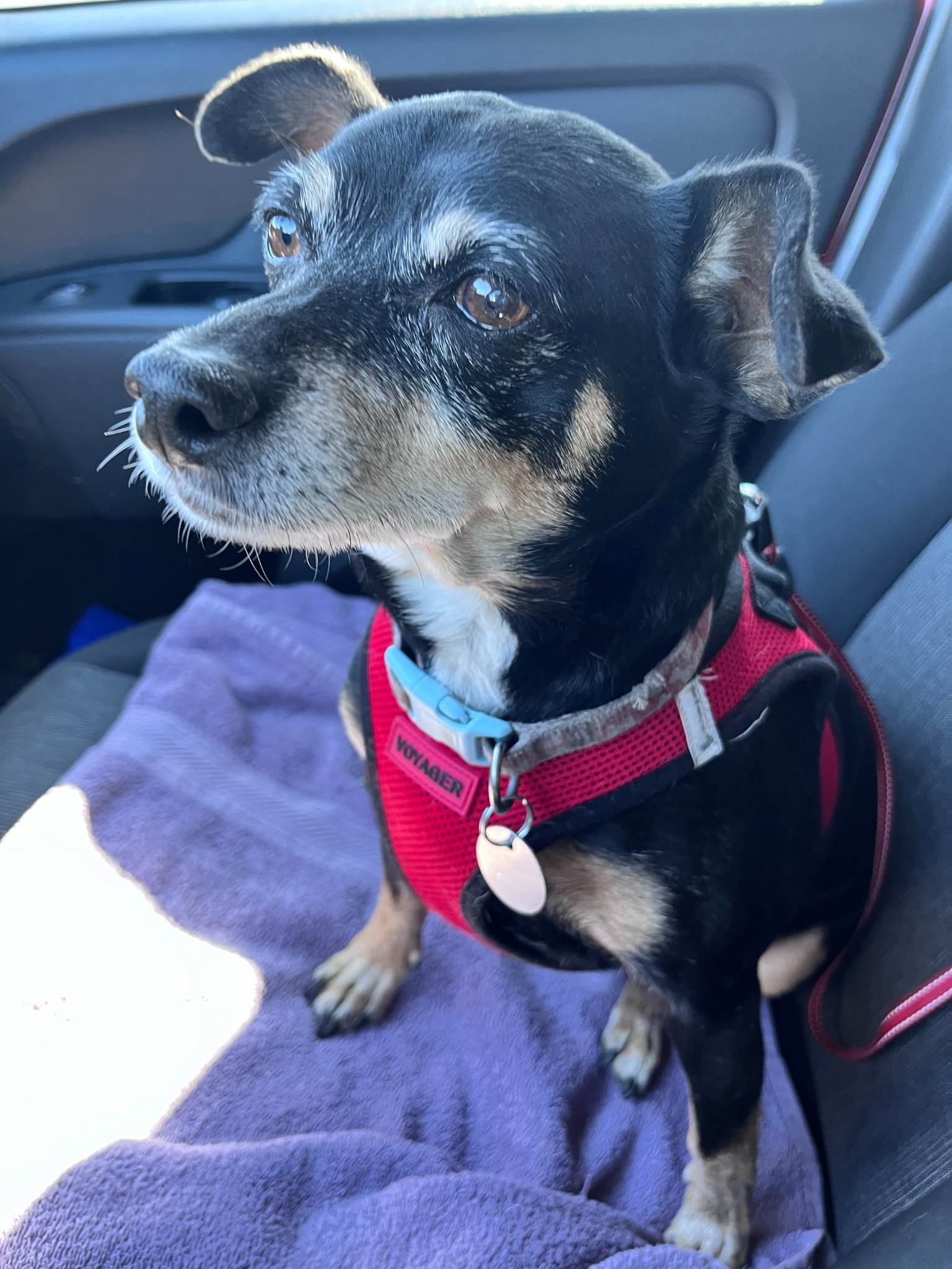 Pet travel companion 4