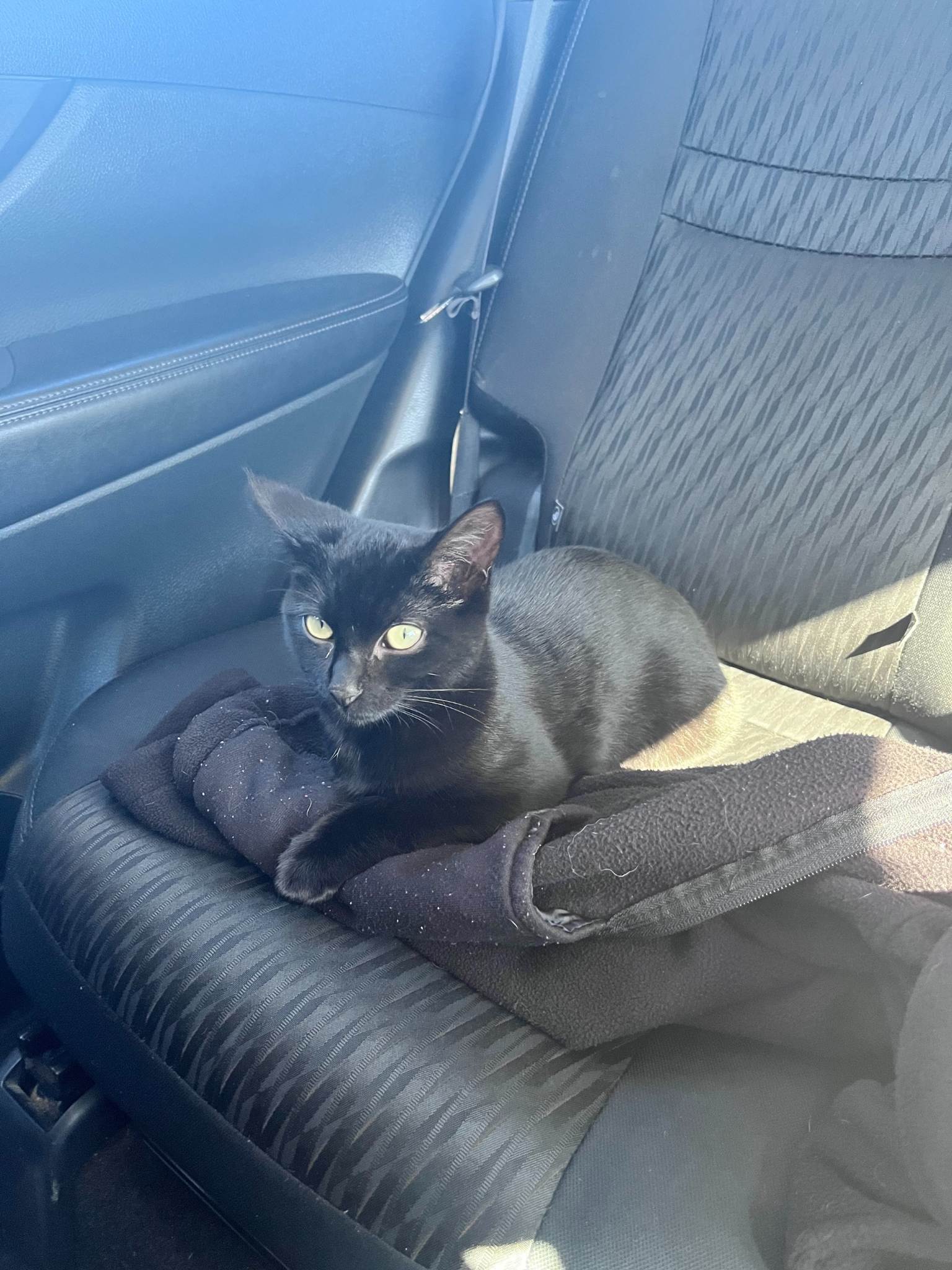 Pet travel companion 2
