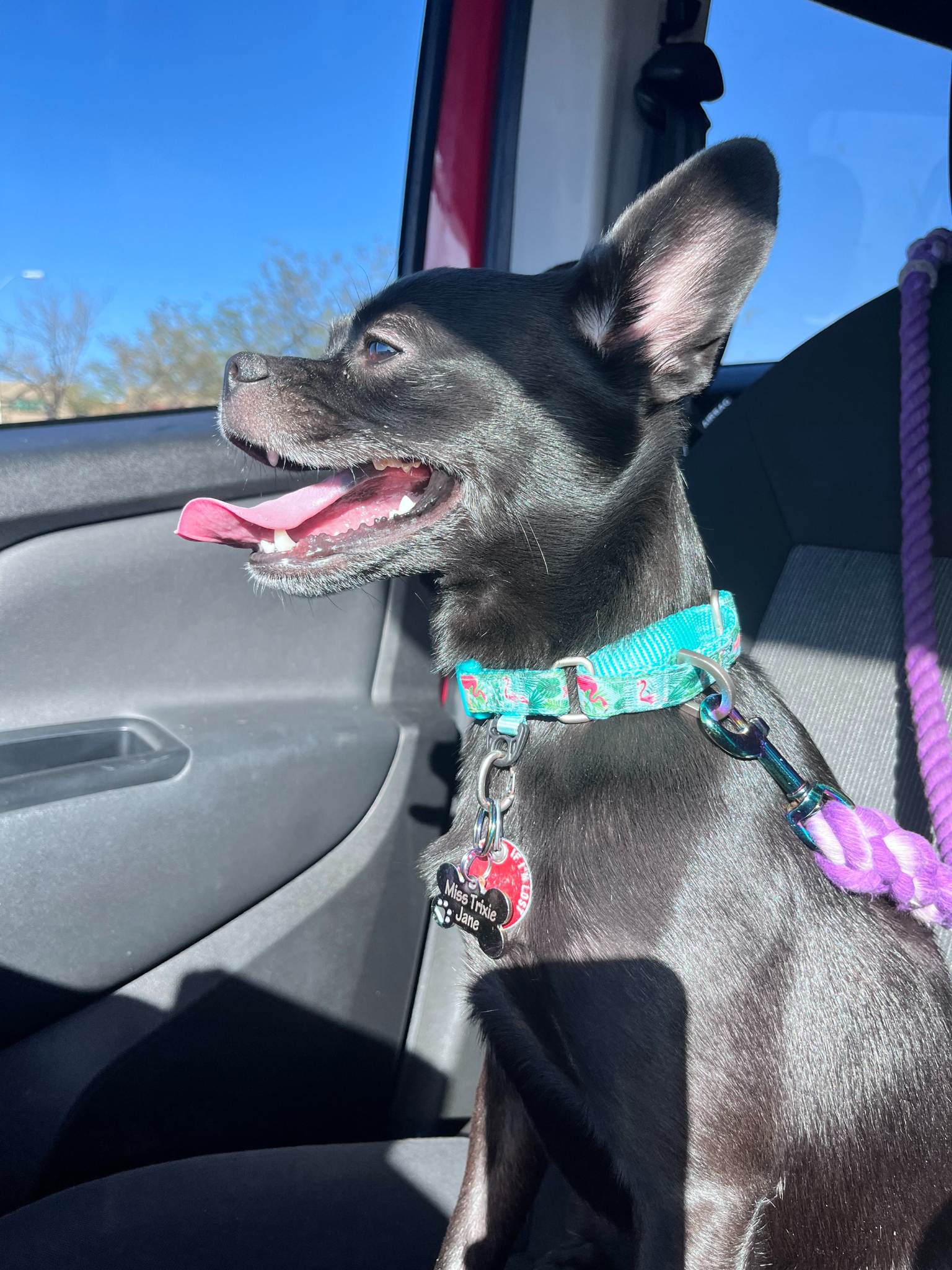 Pet travel companion 3