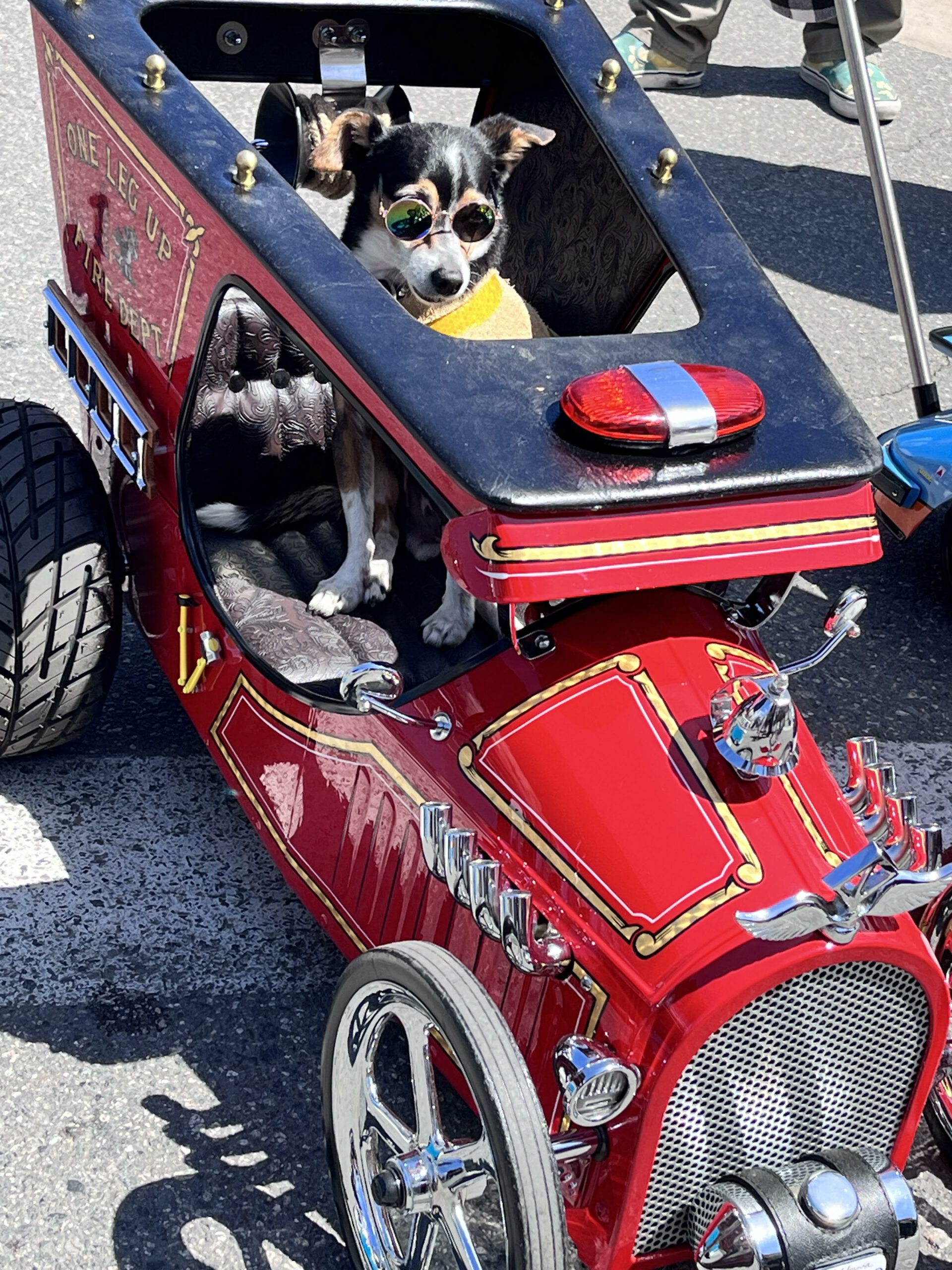 Pet care 4