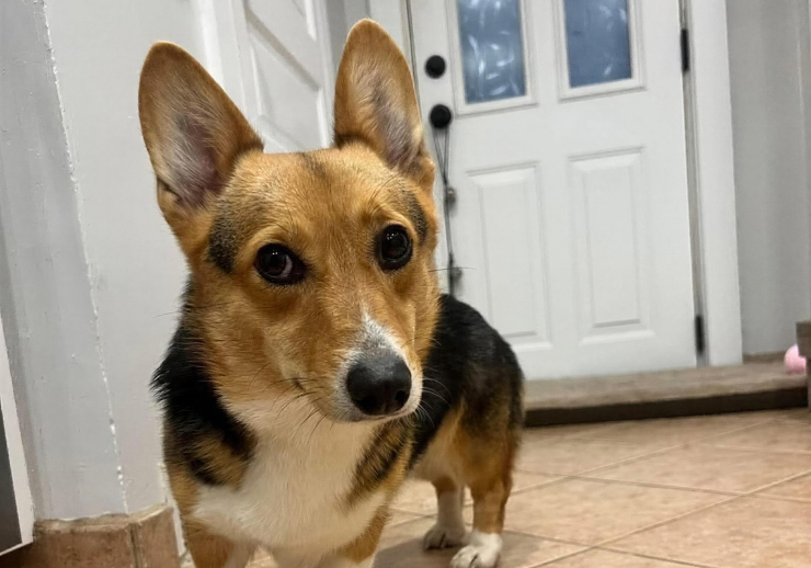 Kahlua