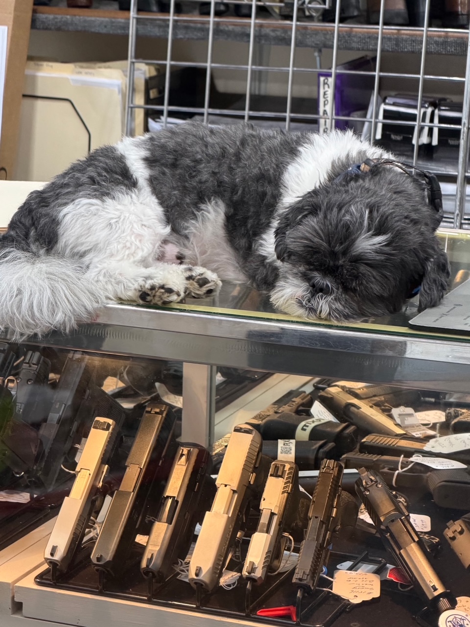 Dog sleeping on display case