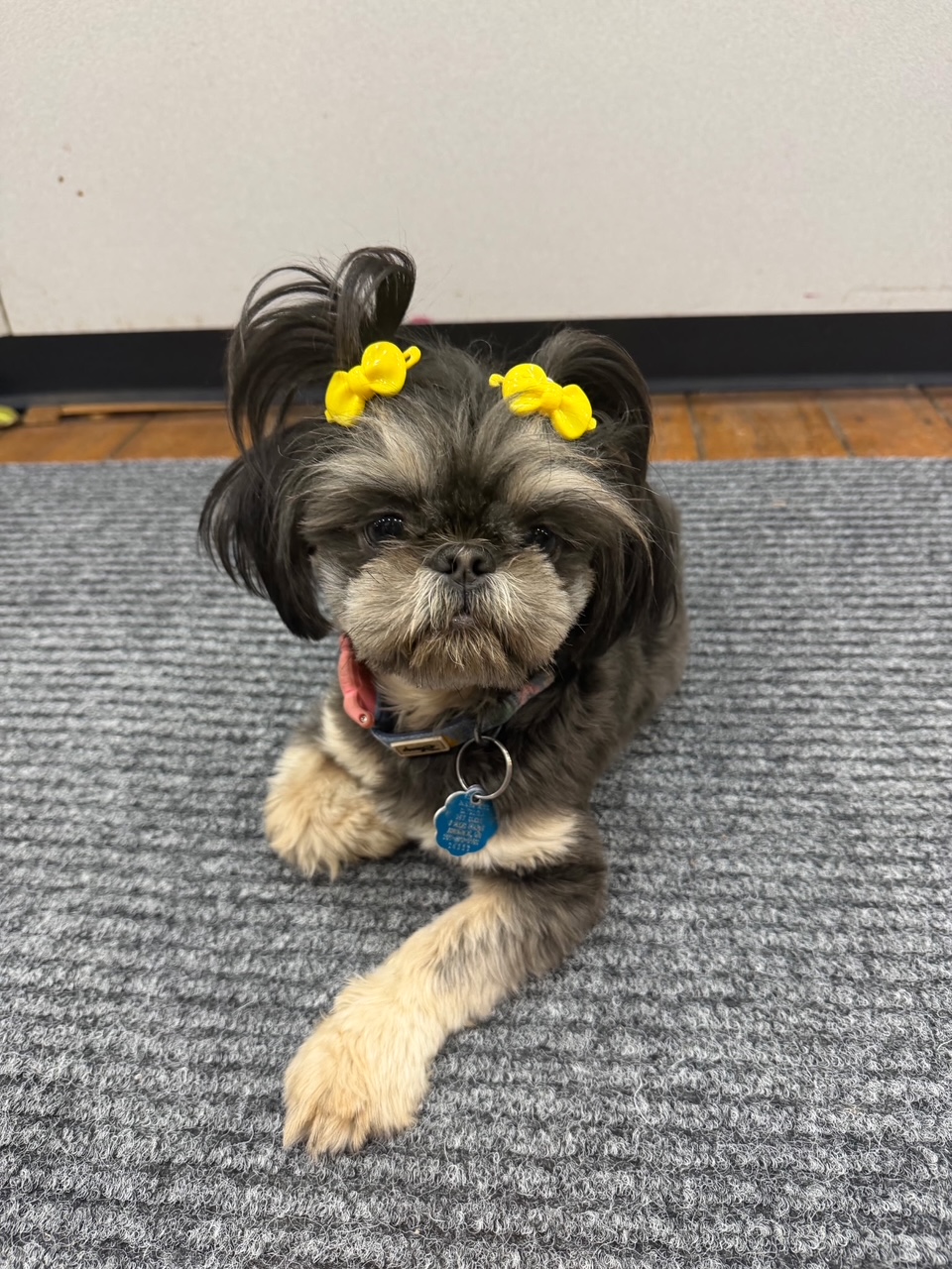 Dog with yellow bows