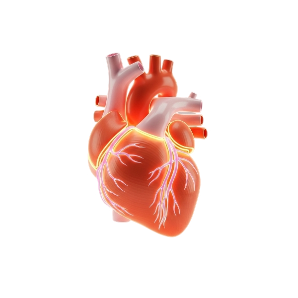 3D Anatomical Heart