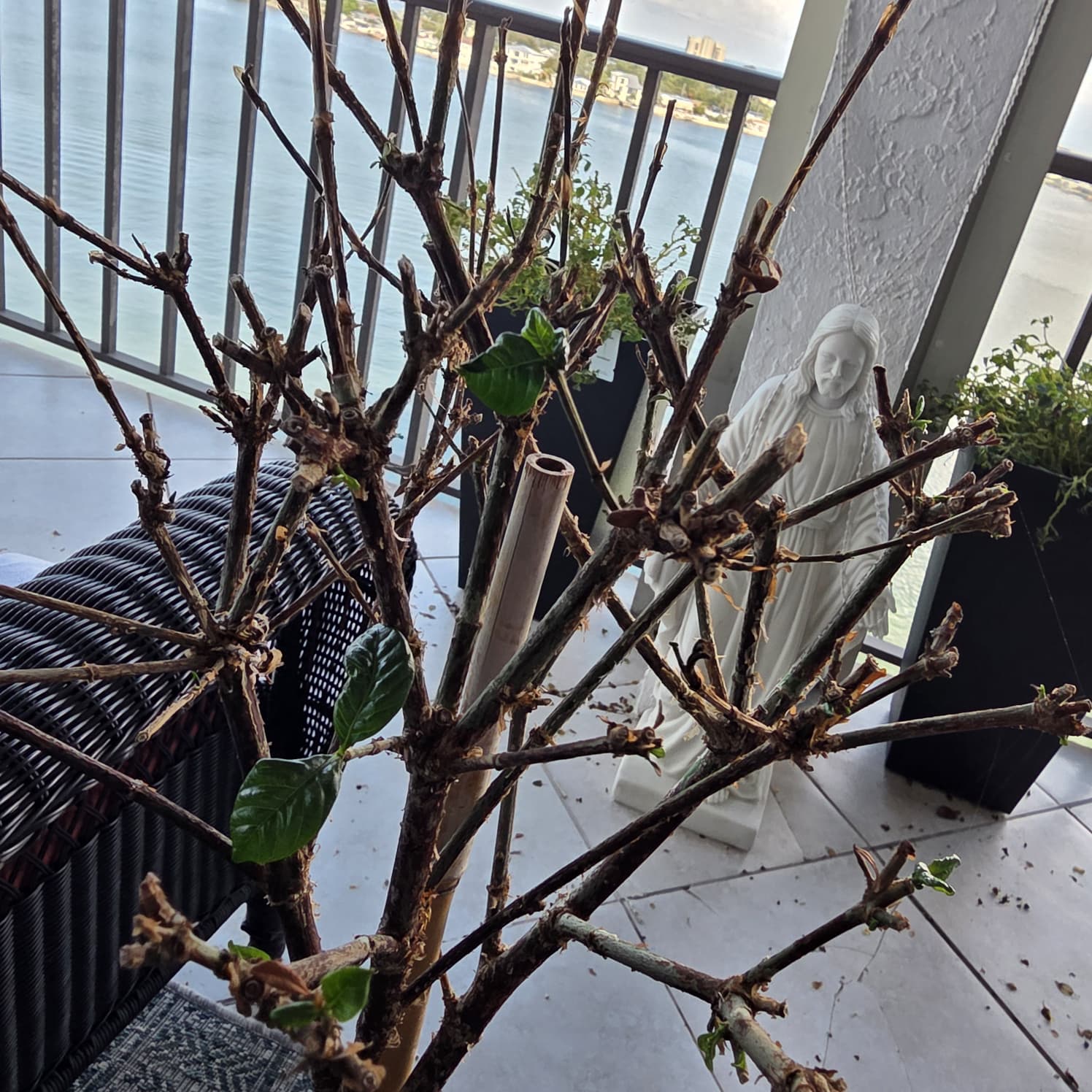 The pruned gardenia bush with new green leaves sprouting from bare branches