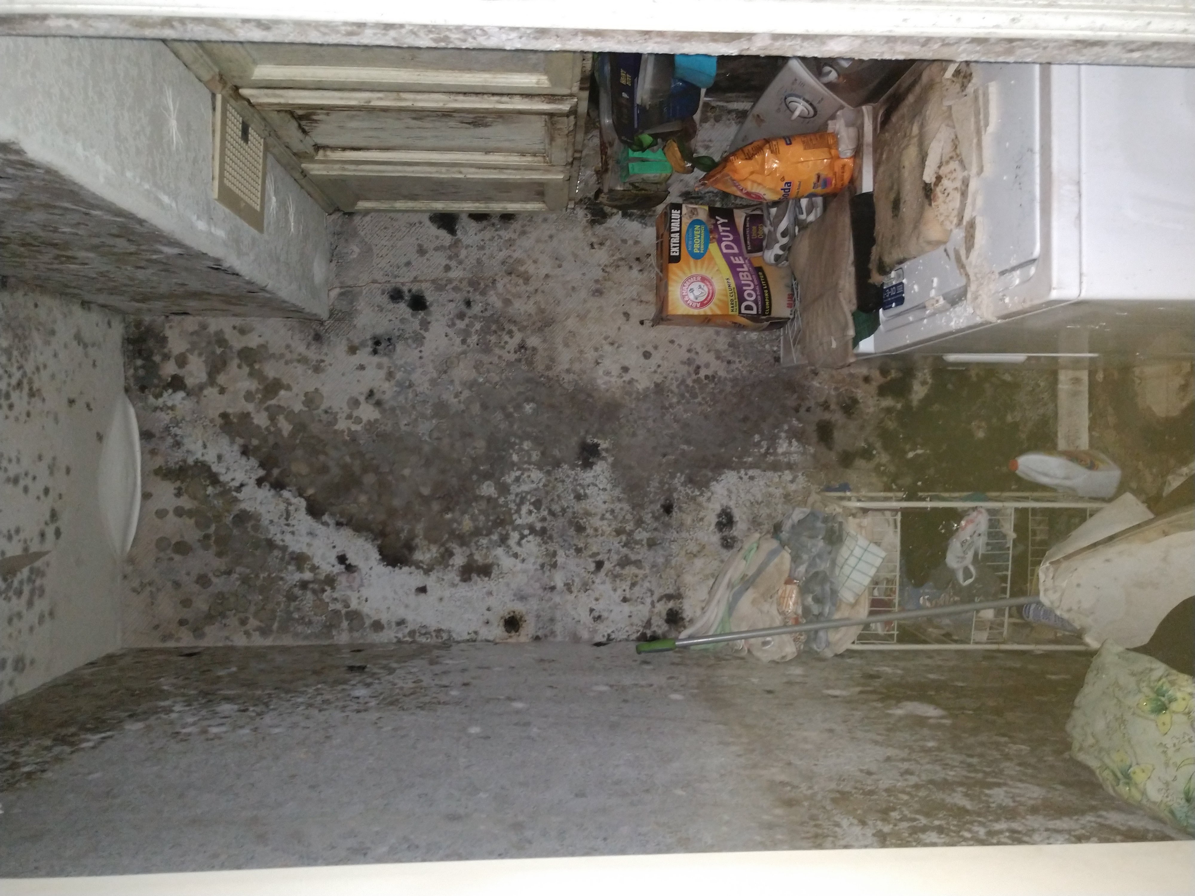Recent mold remediation work